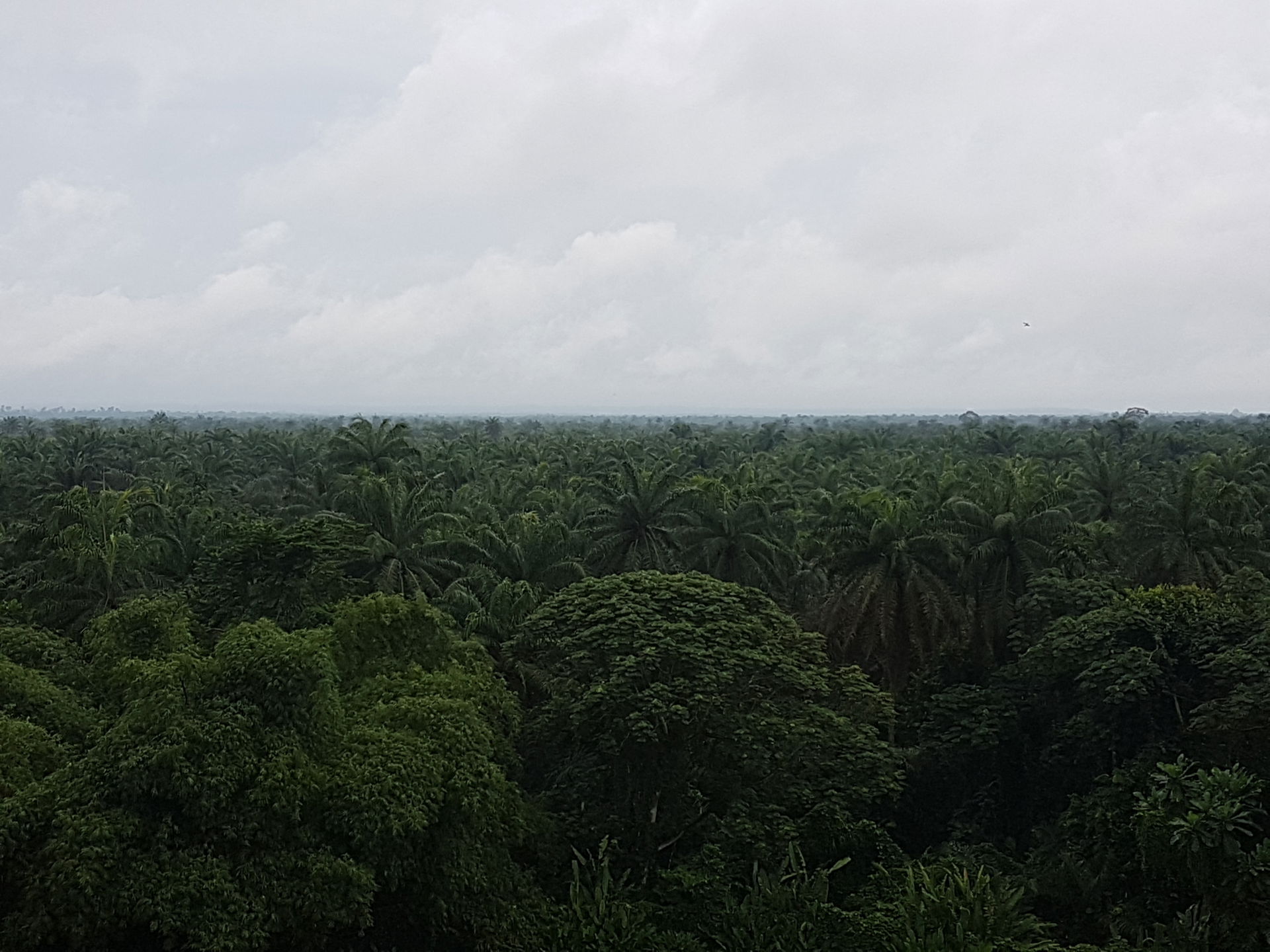 View from the Meridien Akwa Ibom golf course, June 2017.