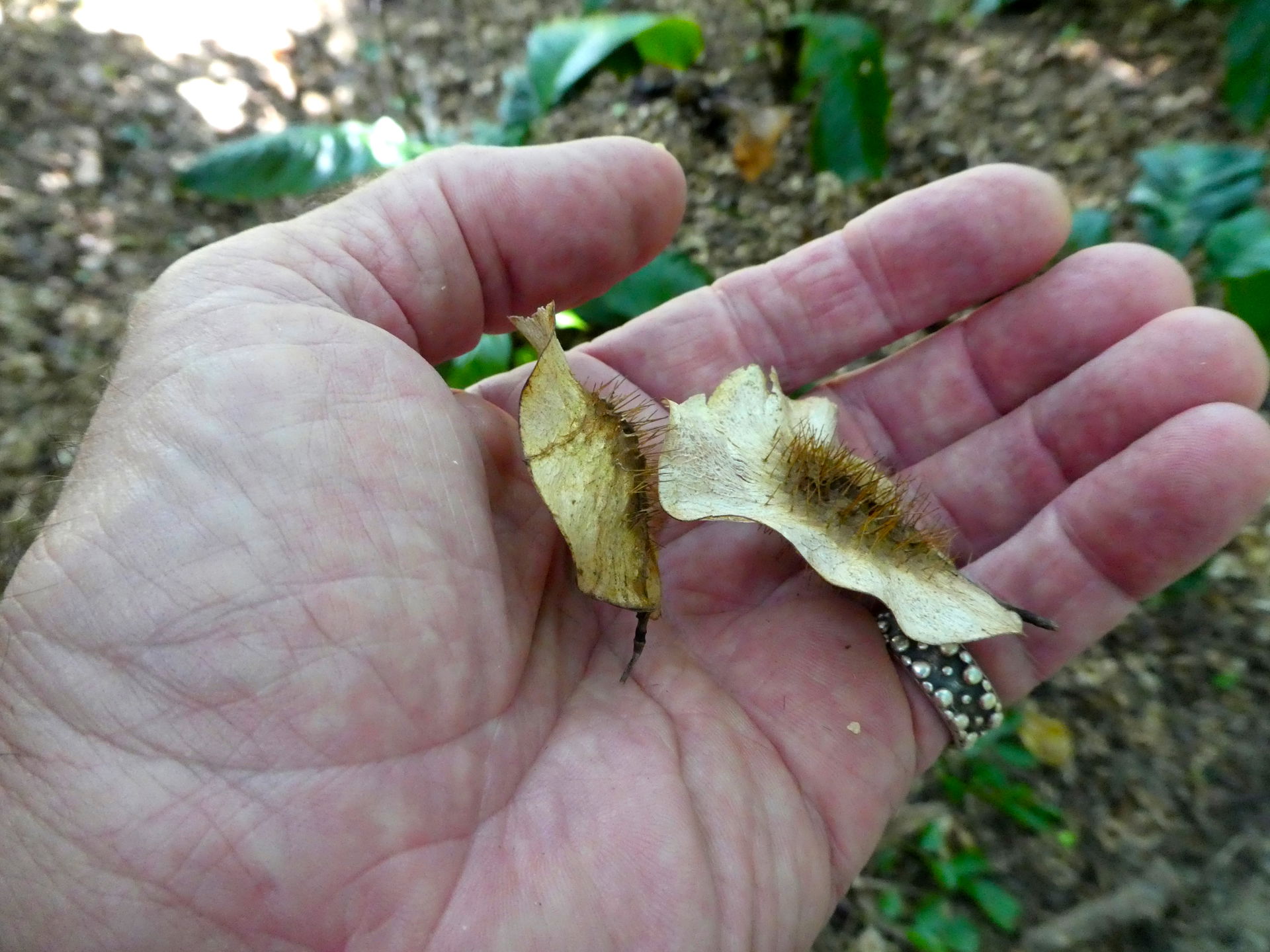 Fruit of Pterocarpus indicus in the Cairns Botanic Gardens, Apr…