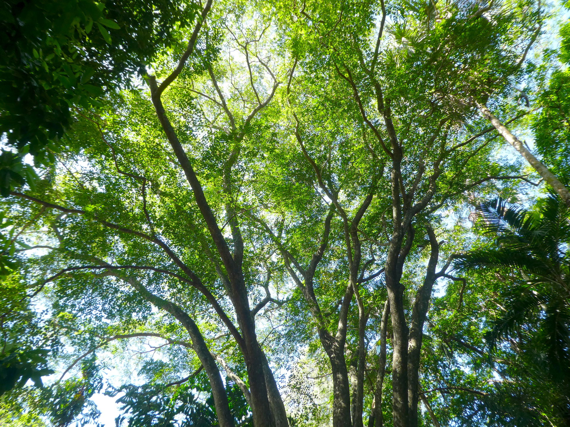 Pterocarpus indicus in the Cairns Botanic Gardens, April 2024