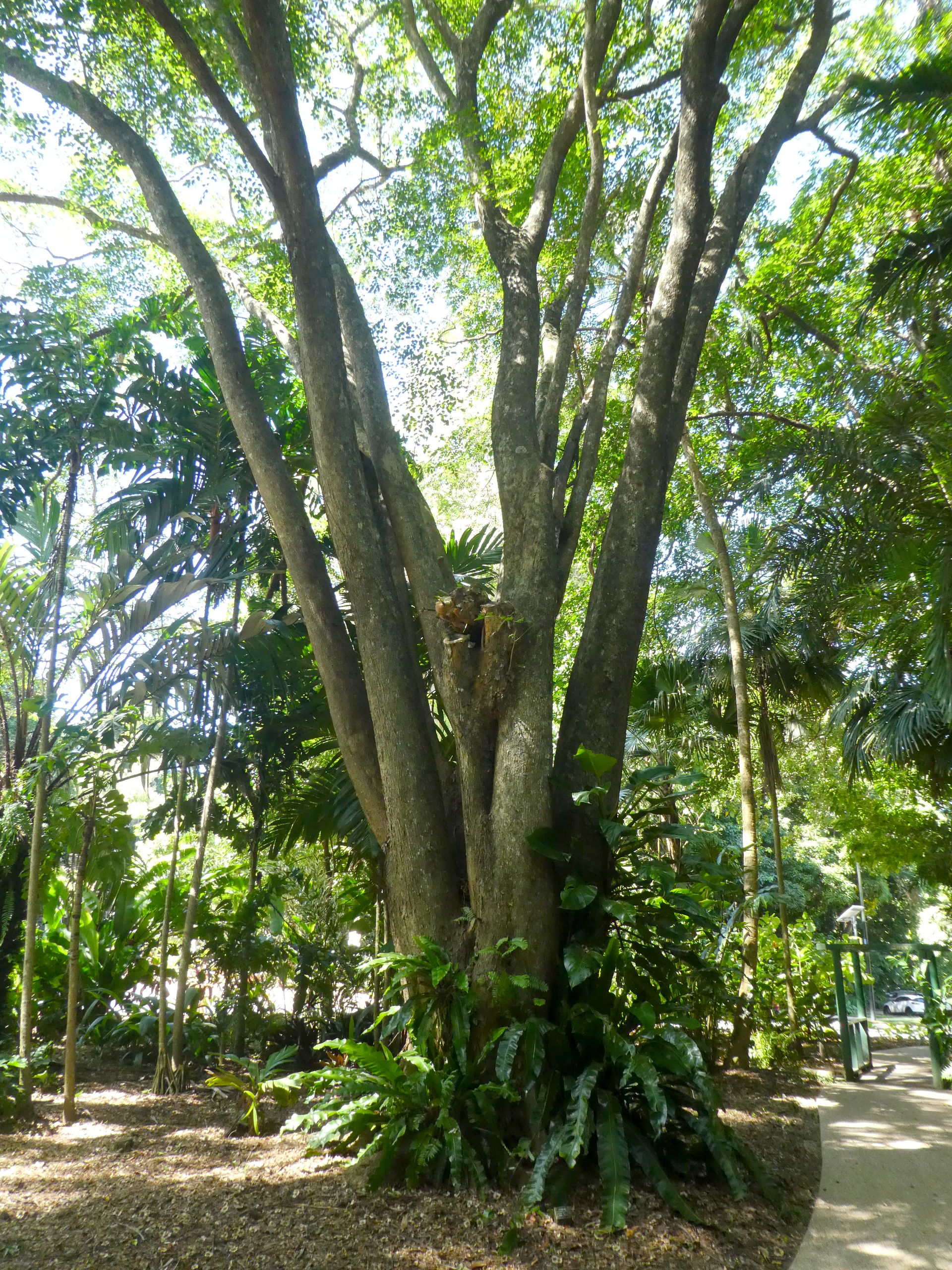 Pterocarpus indicus in the Cairns Botanic Gardens, April 2024