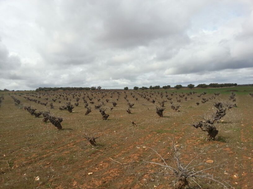 Old vine (over 100 yrs) vineyard planted to Malvar, in Villarej…