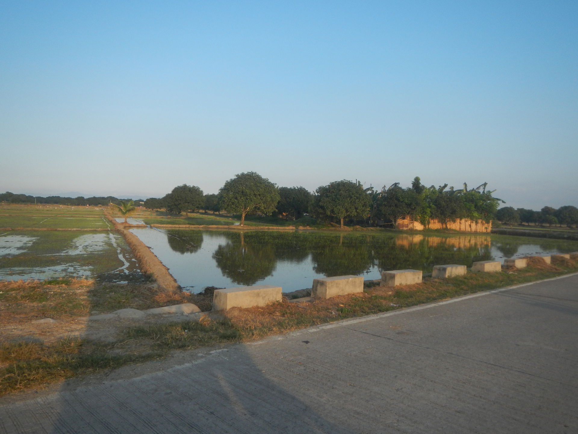 Paddy fields and grasslands in Concepcion, San Simon, Pampanga …