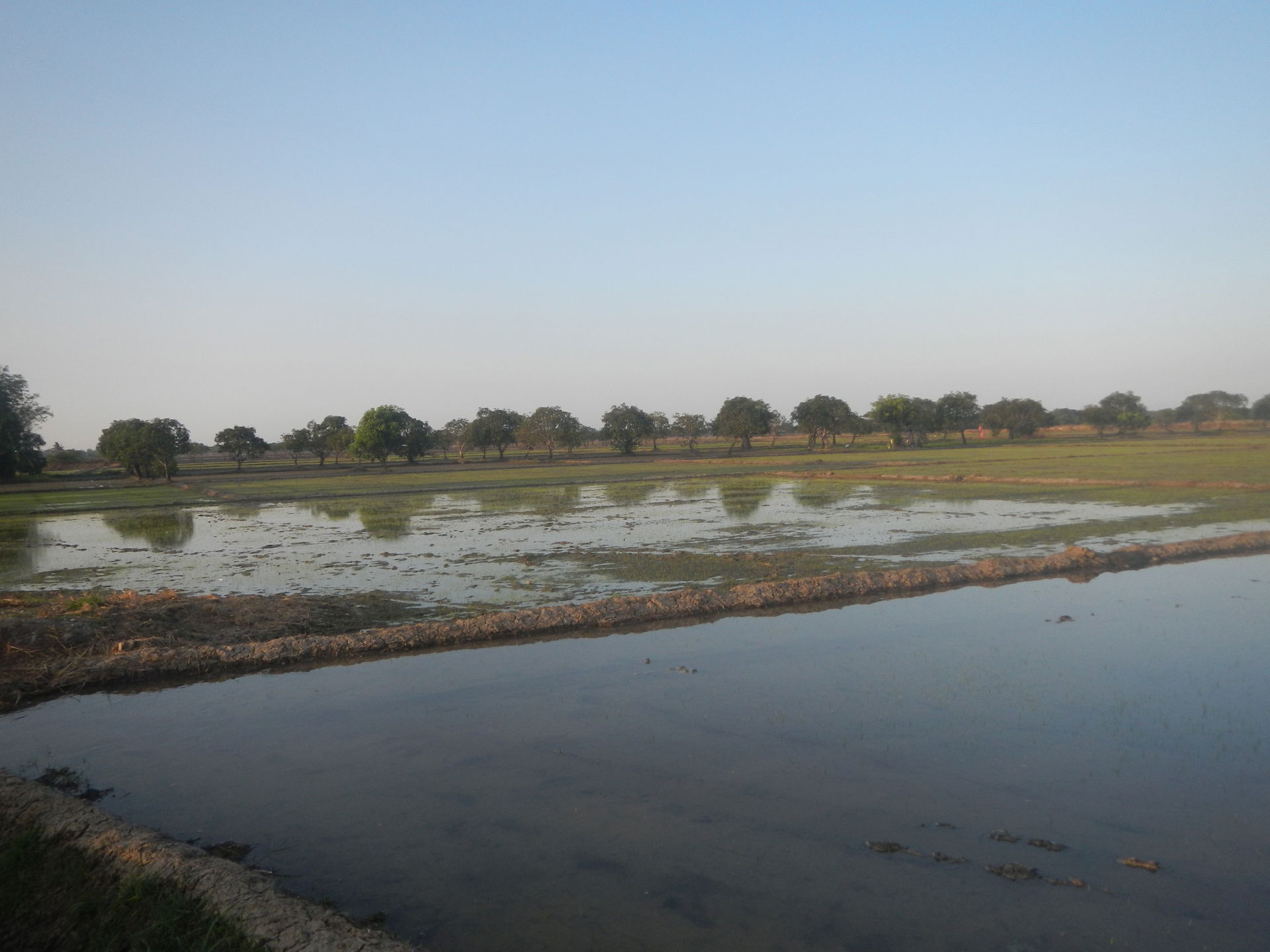 Paddy fields and grasslands in Concepcion, San Simon, Pampanga …