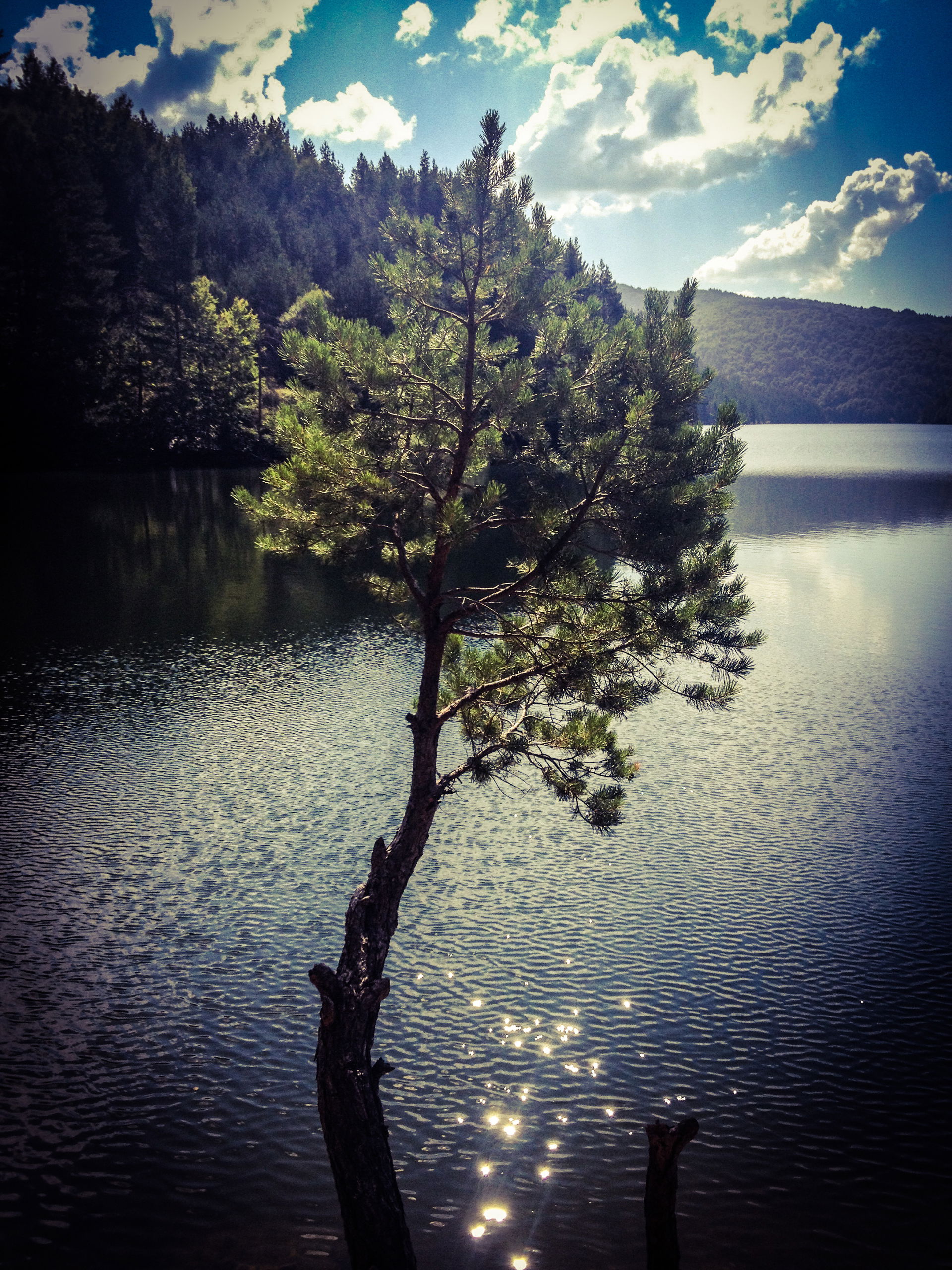 Berovo Lake and a Tree