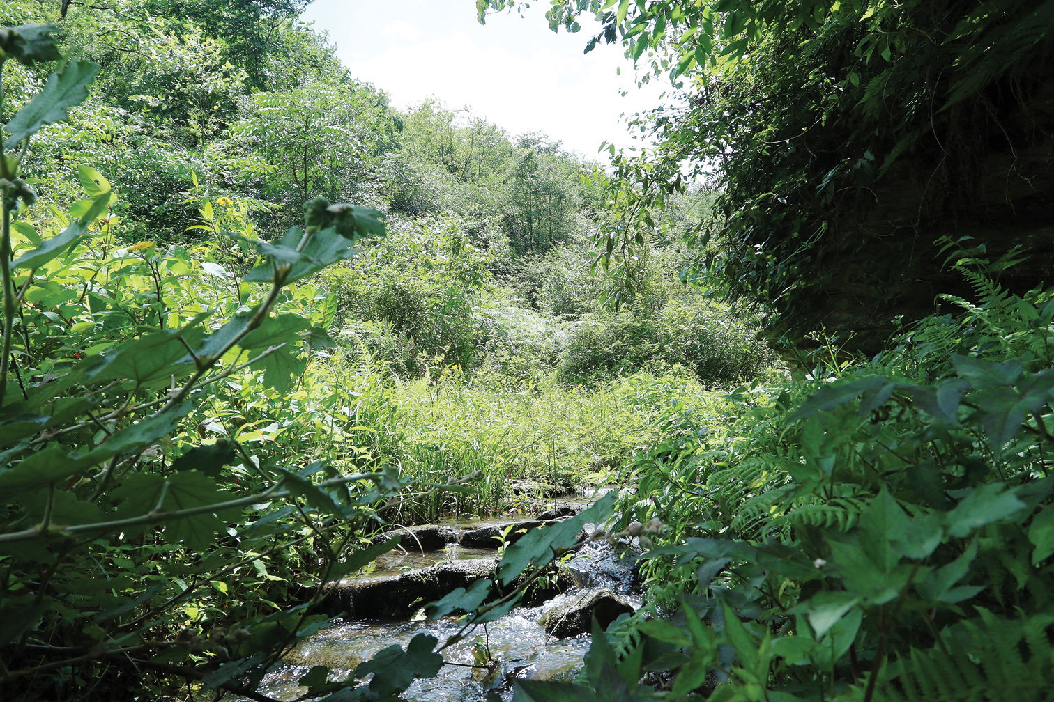 Figure 6; The habitat of Leptobrachella bijie sp. nov. in Qings…