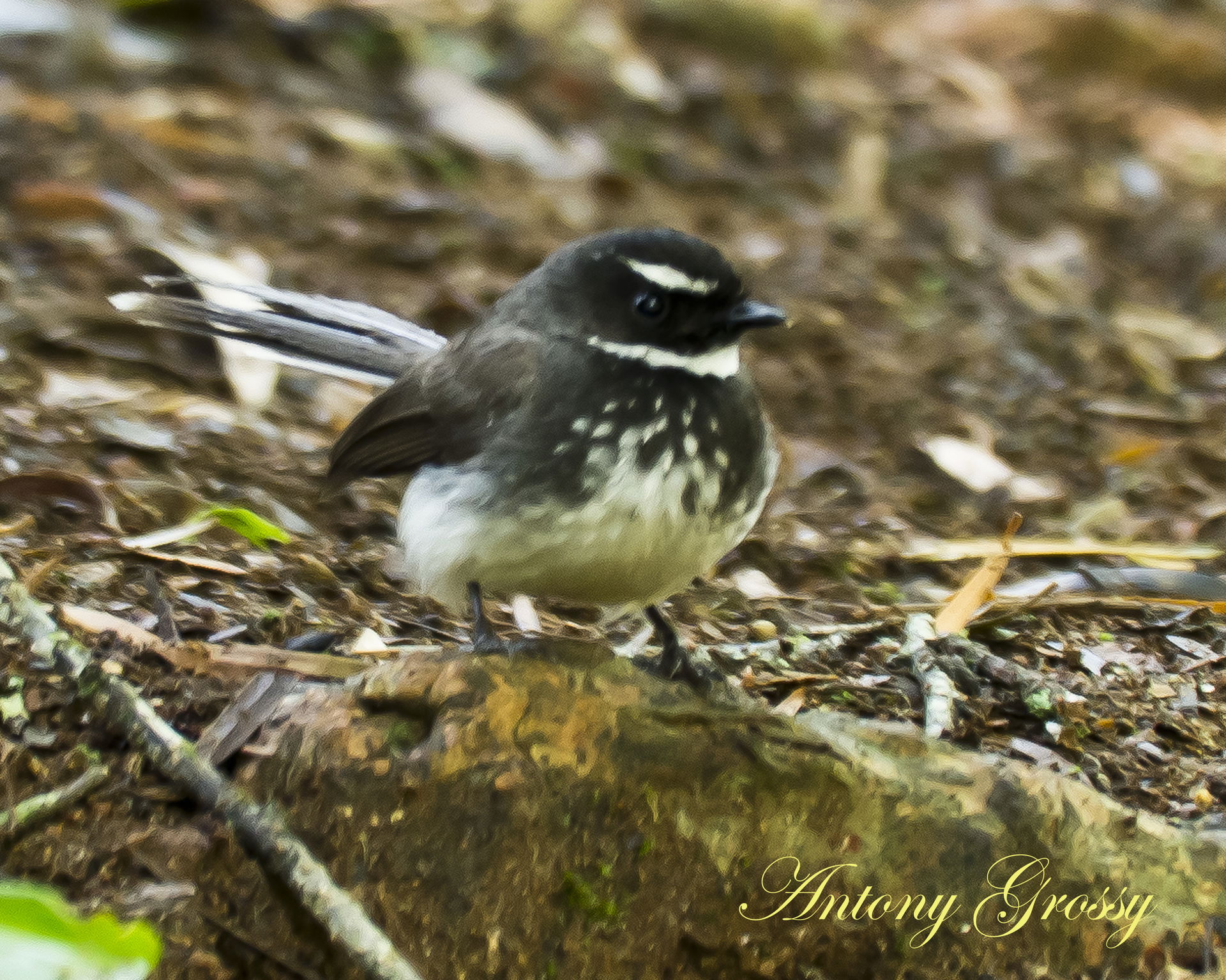 Rhipidura albogularis, Coonoor, Tamil Nadu, India. Alt 1300 m.