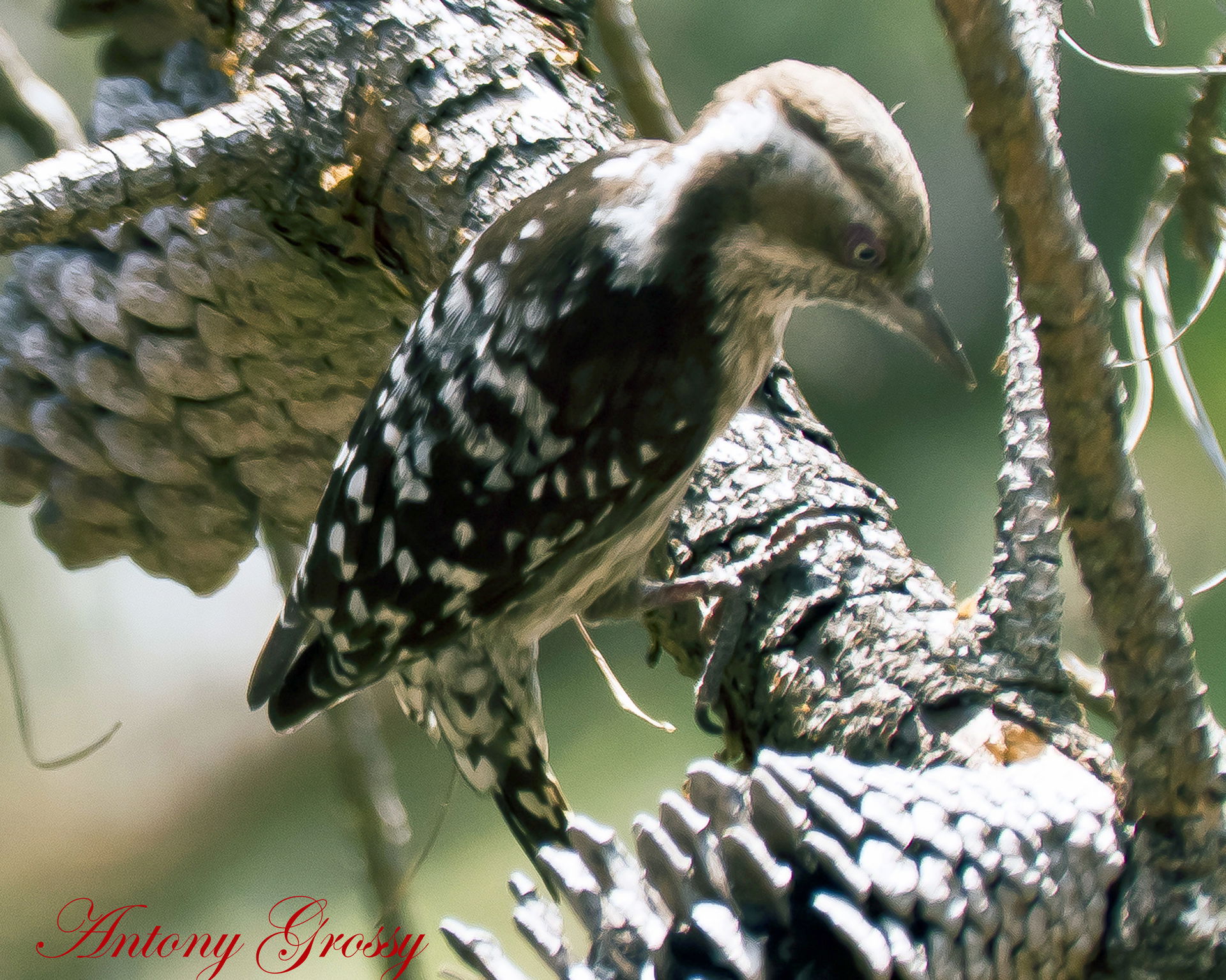 Brown-capped Pygmy Woodpecker Yungipicus nanus, Cantonment, Coo…