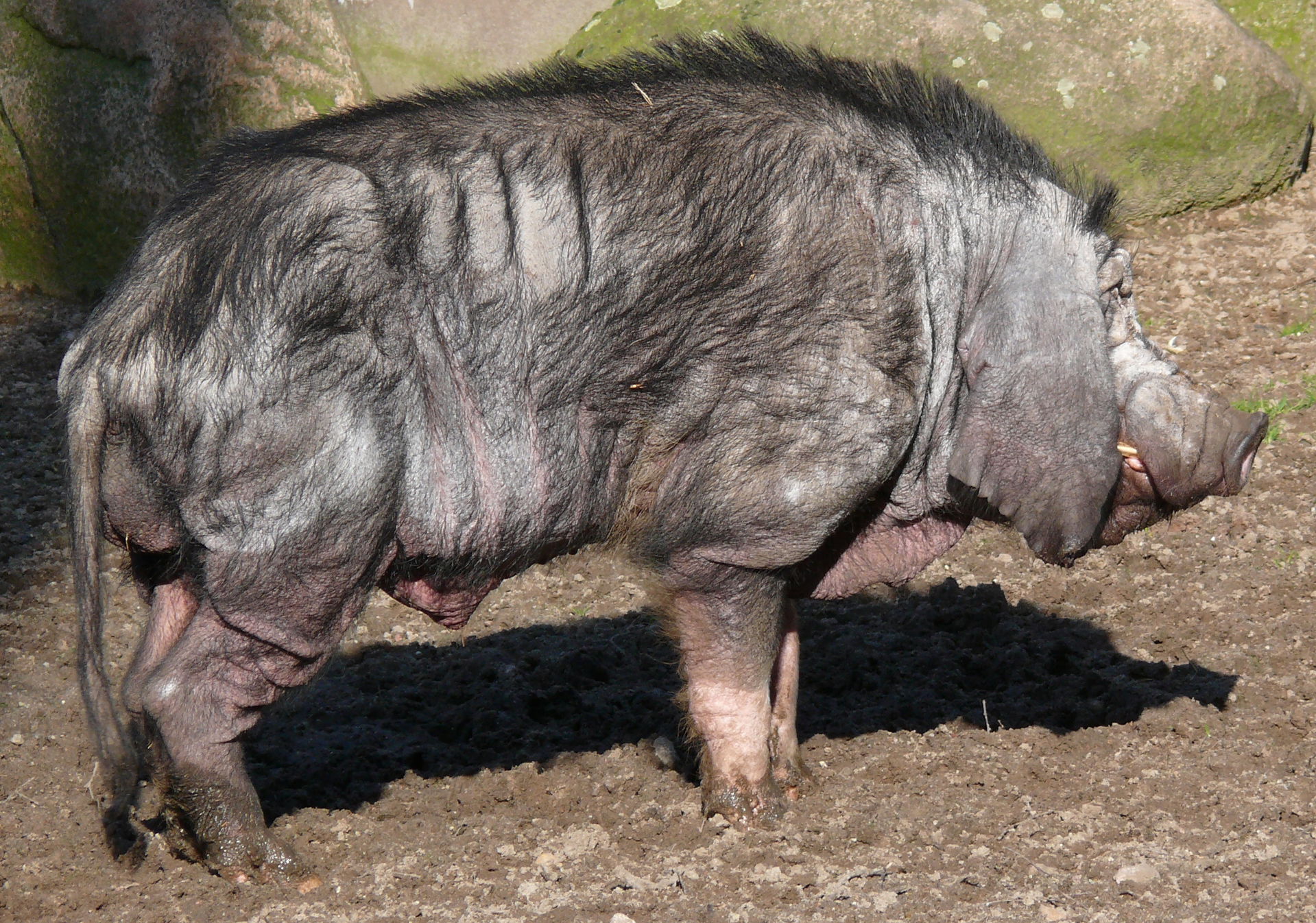 Meishan oder Maskenschwein, eine der ältesten Hausschweinrassen