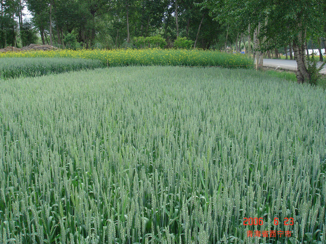 wheat and rape