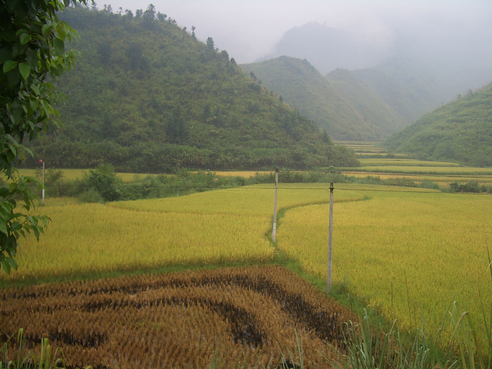 Rice fields in Tongshan County, Hubei, in one of many valleys i…