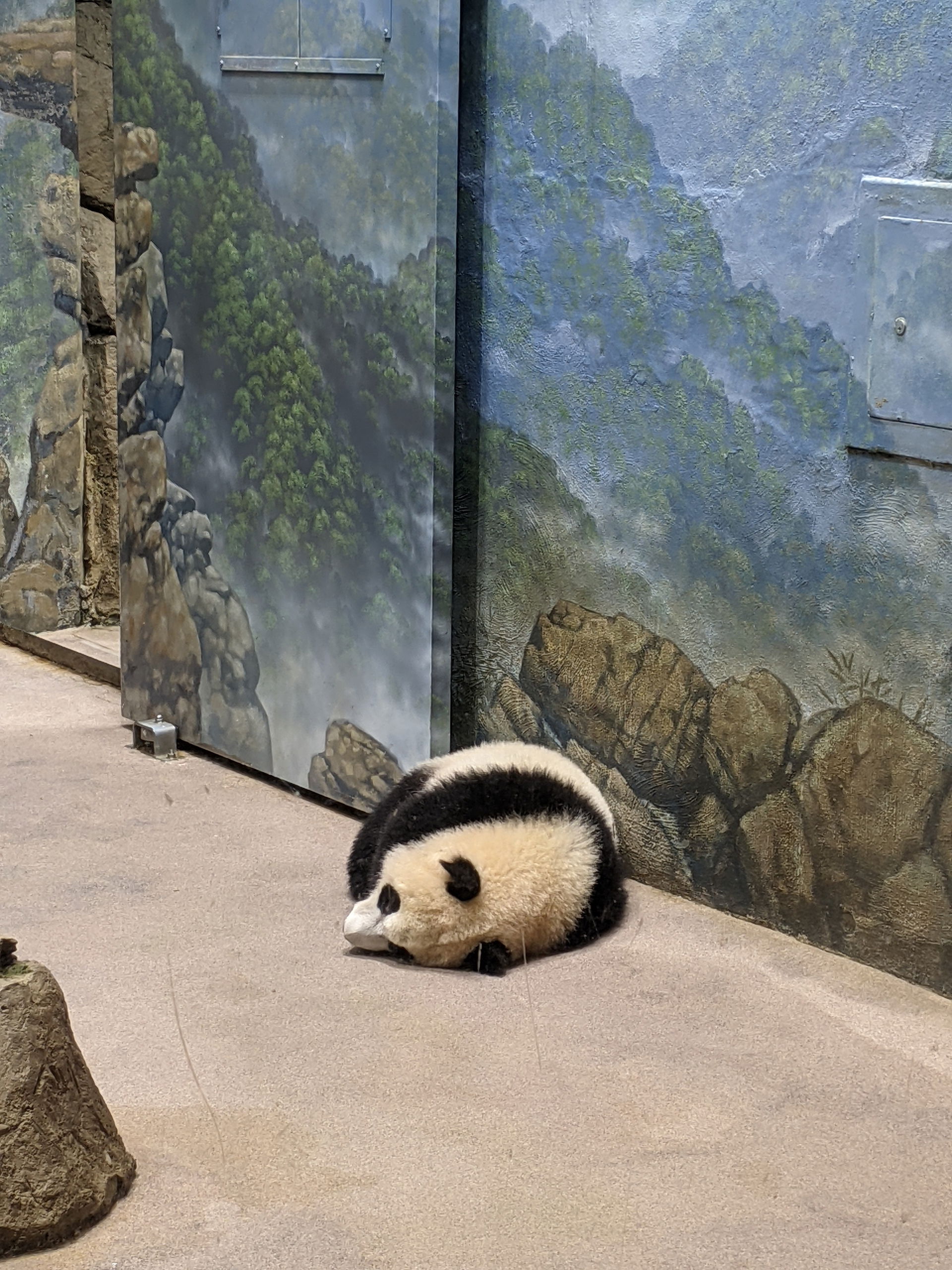 Xiao Qi Ji Panda Laying in Enclosure