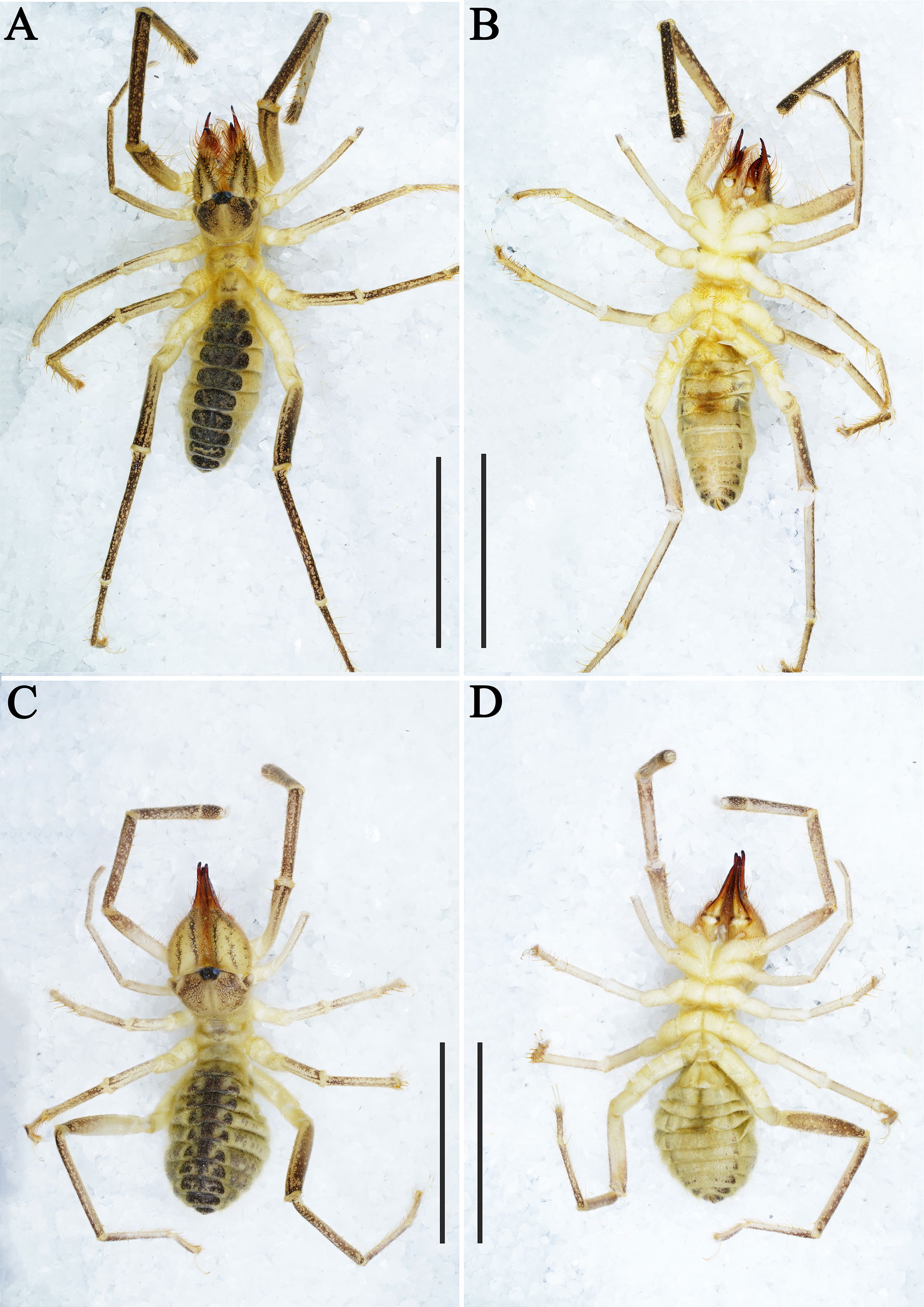 Figure 1
Habitus. Karschia (Karschia) shannan sp. nov., habitu…
