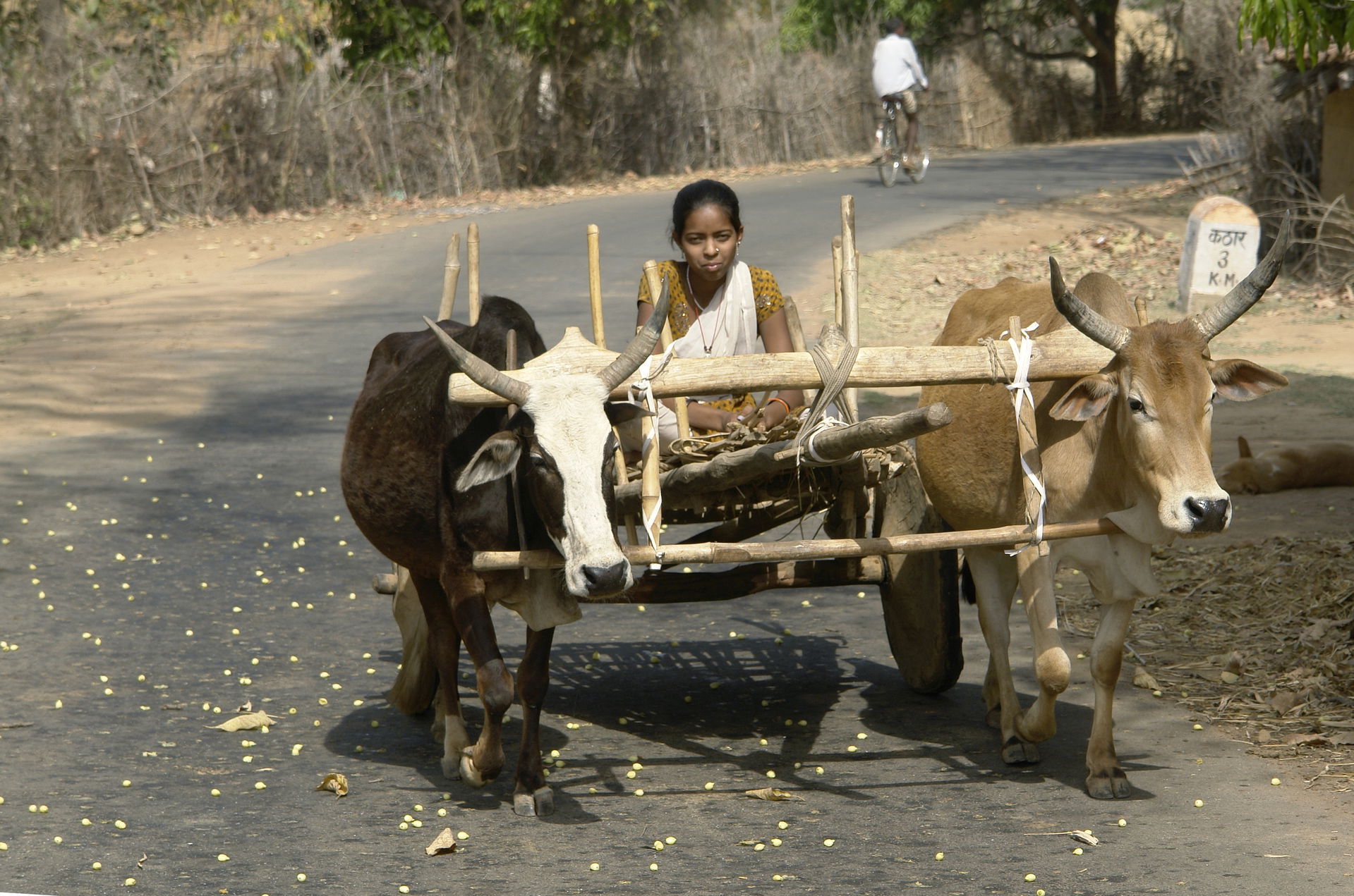 Girl on a bullock cart, Umaria district, Madhya Pradesh, India.