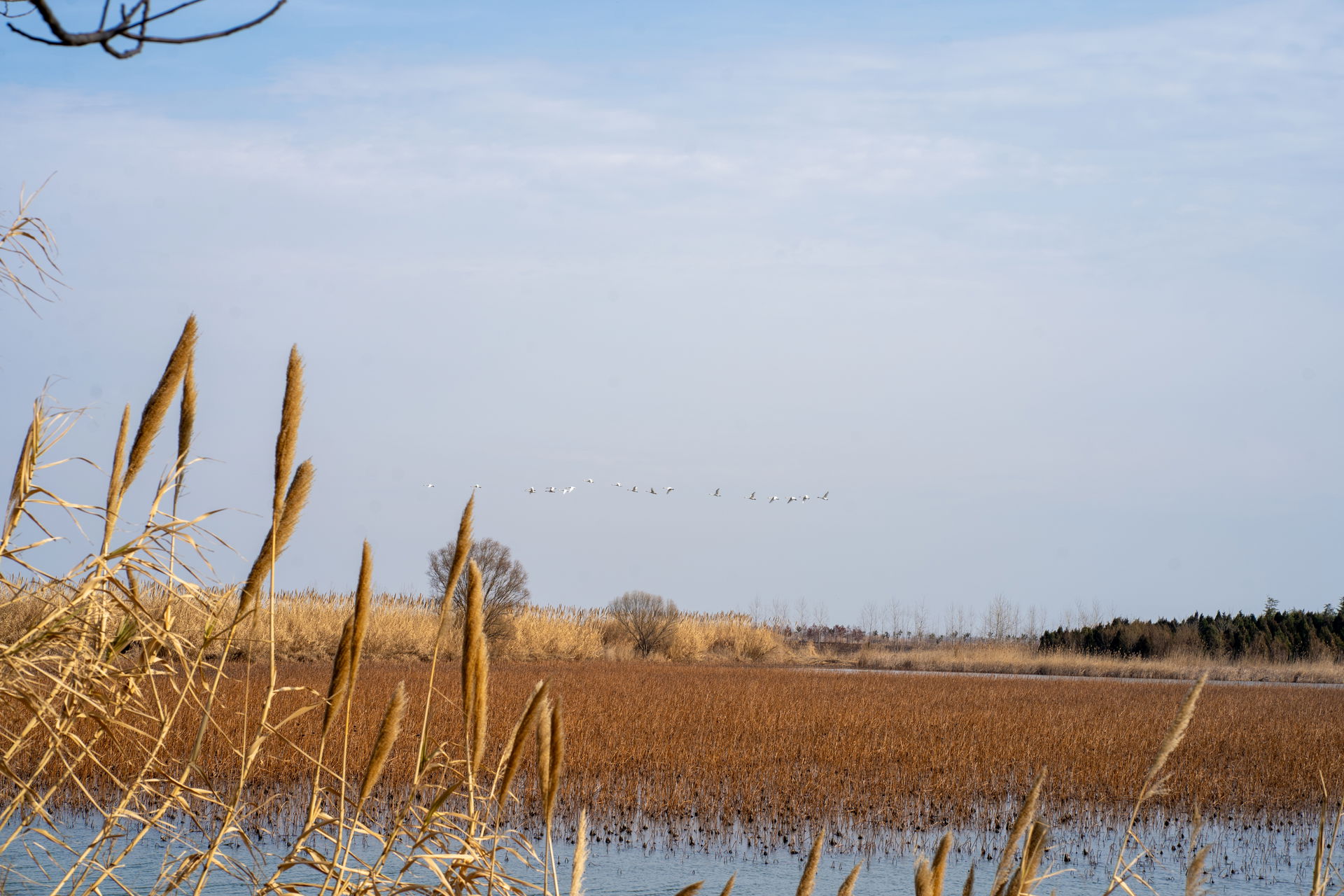 It's a photo taken at Sihong Hongze Lake Wetland (in china).