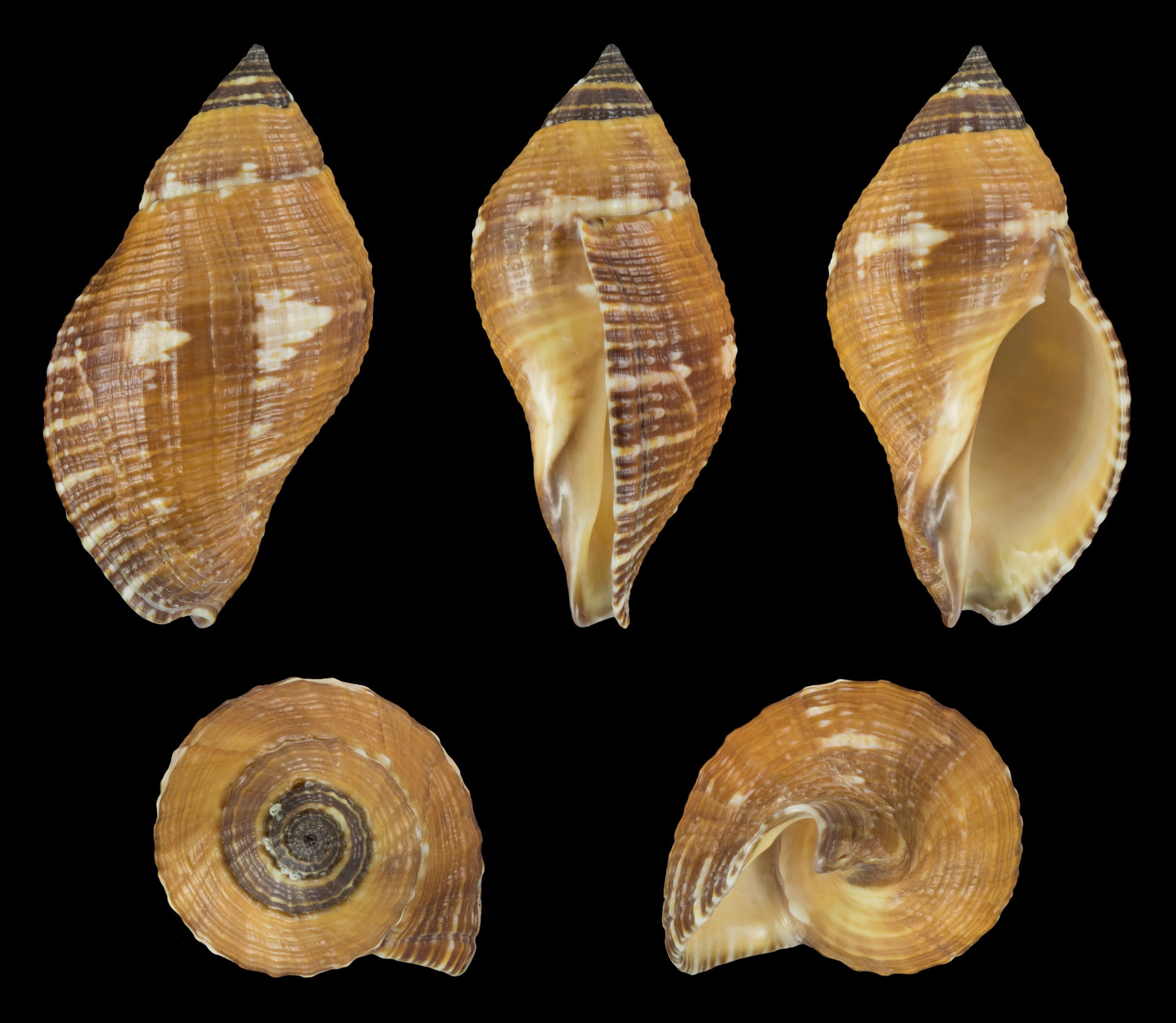 Nassa serta (Bruguière, 1789), Sertum Rock Shell; length 4.8 cm…