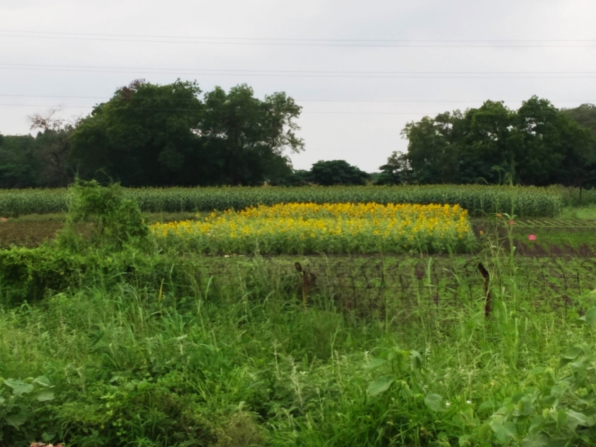 Sunflower fields are a common sight in the outskirts of Kovilpa…