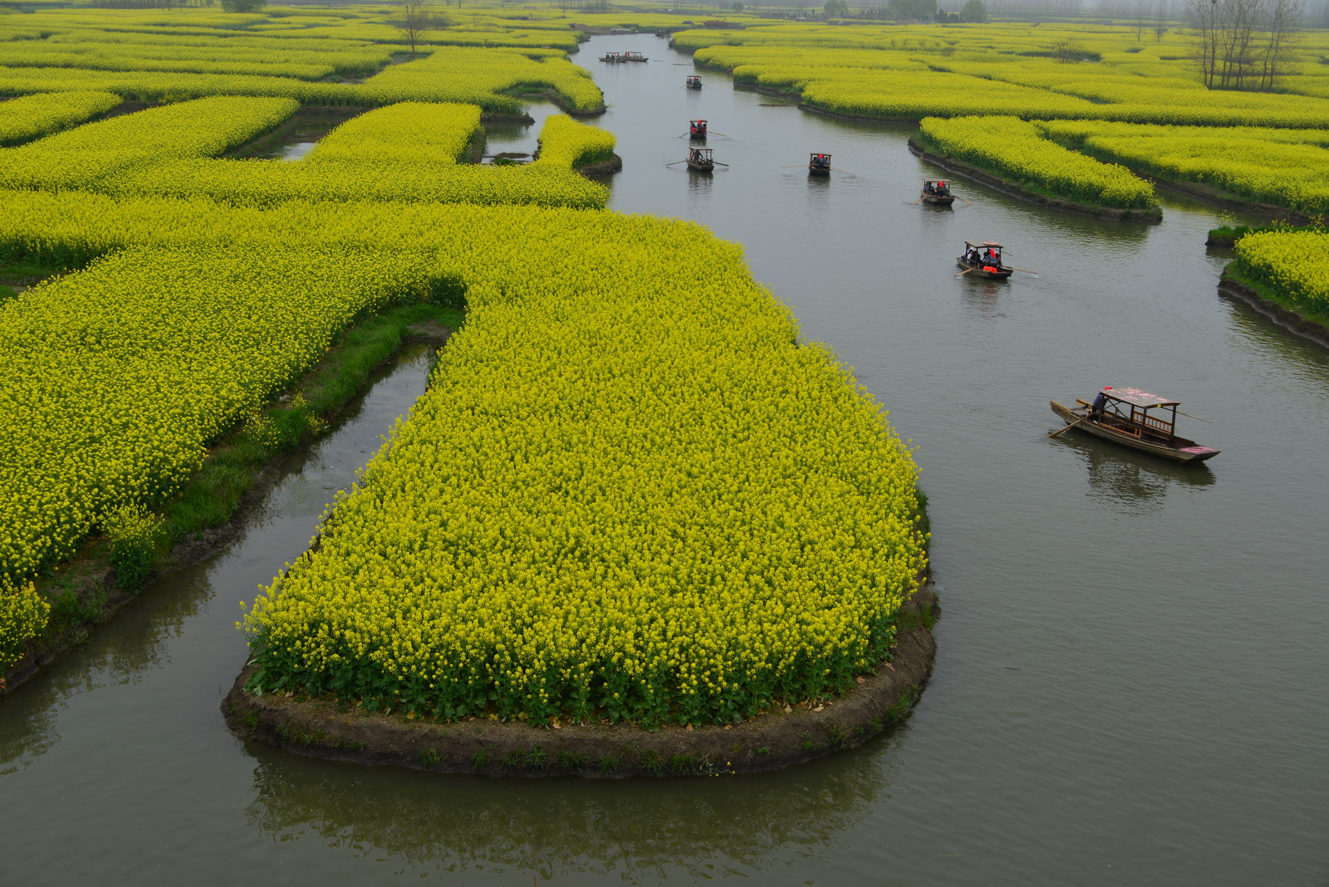 Canola field in Xinghua,China.