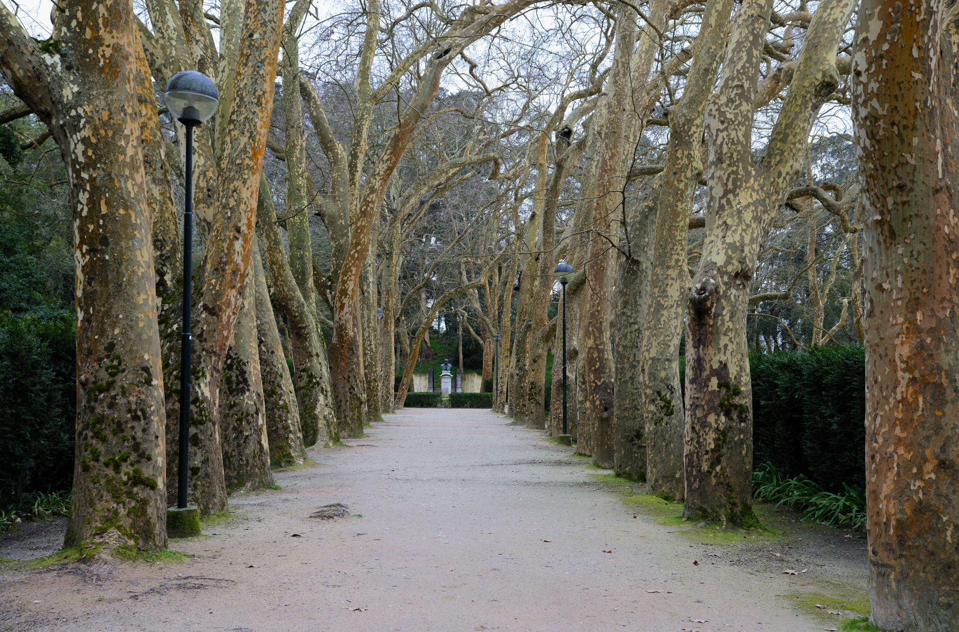 Alley of plane trees in Park Carlos I, Caldas da Rainha, Portug…