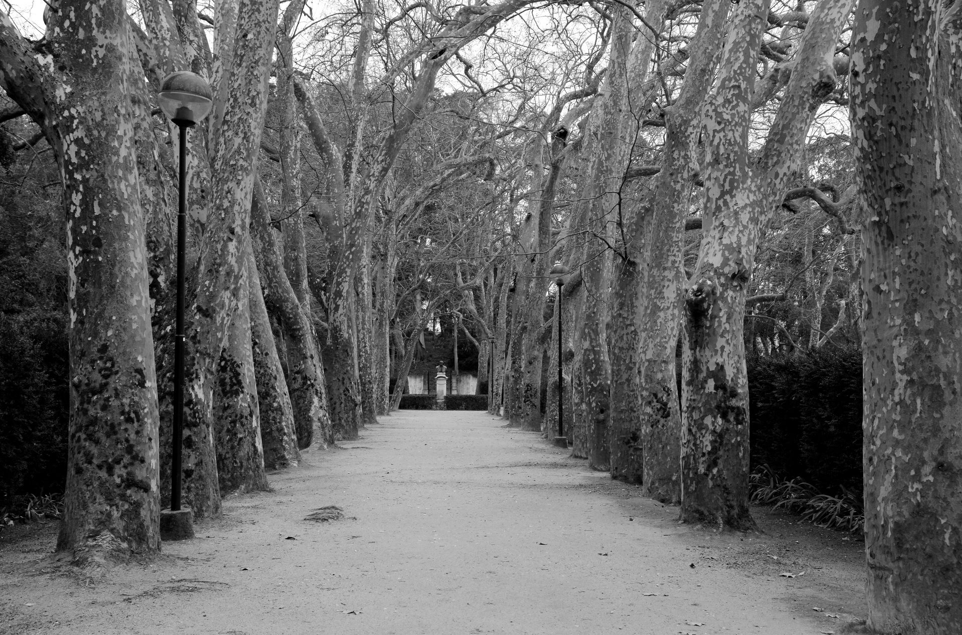 Alley of plane trees. Park D. carlos I, Caldas da Rainha, Portu…