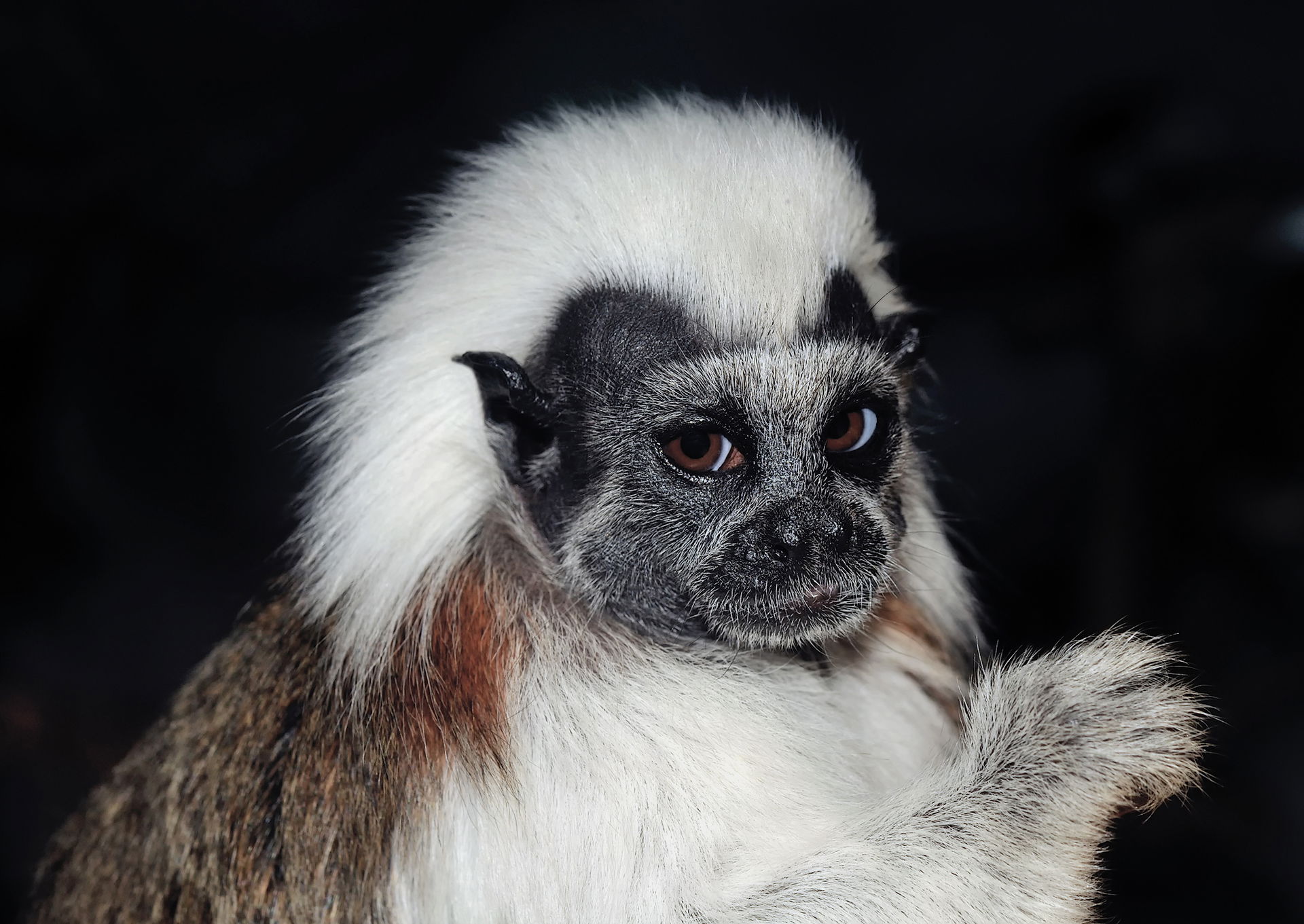 Cottontop Tamarin in the Tierpark Bad Pyrmont in Bad Pyrmont, L…