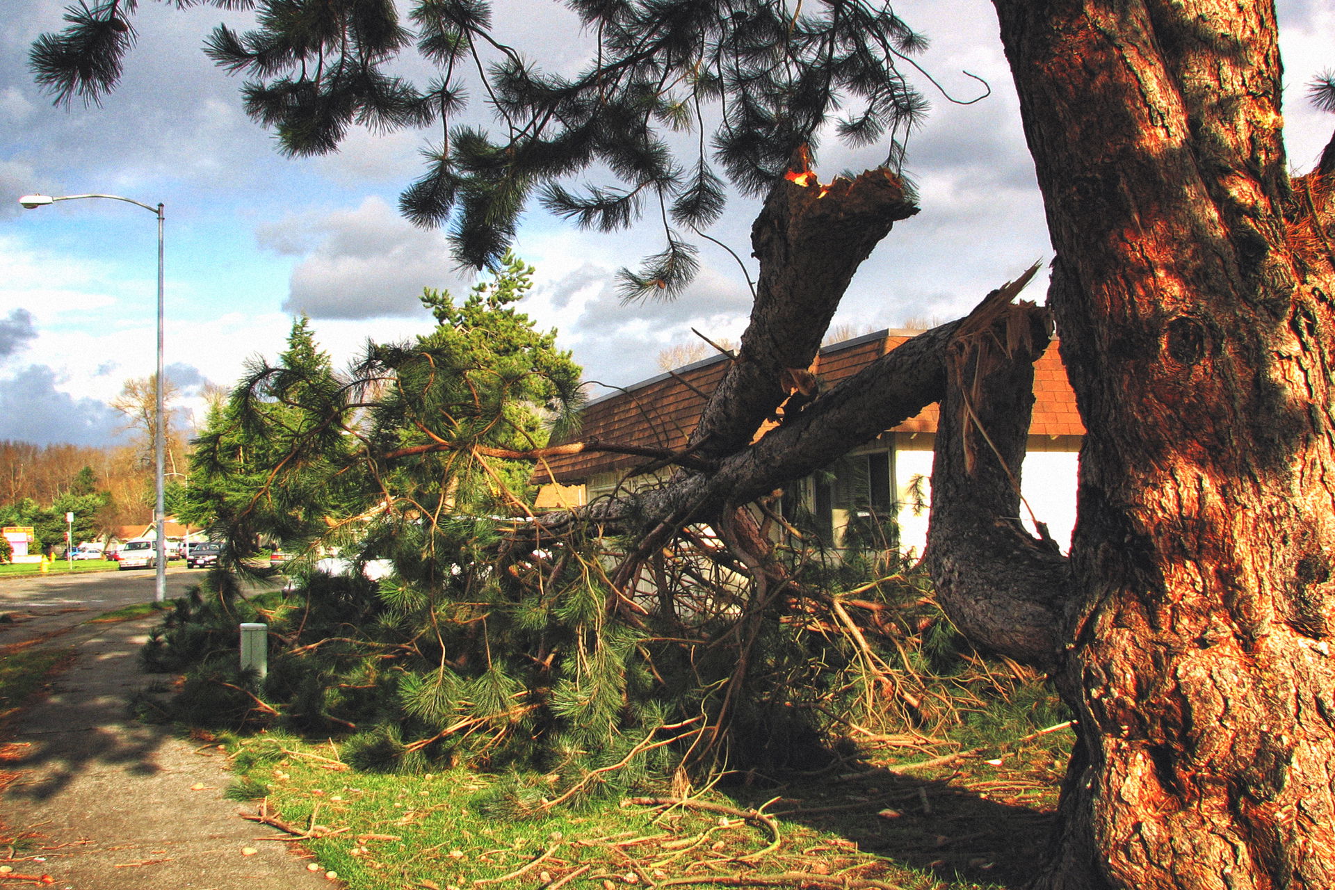 Auburn, WA — Large branch broken off during Nov 14th 2006 Wind …
