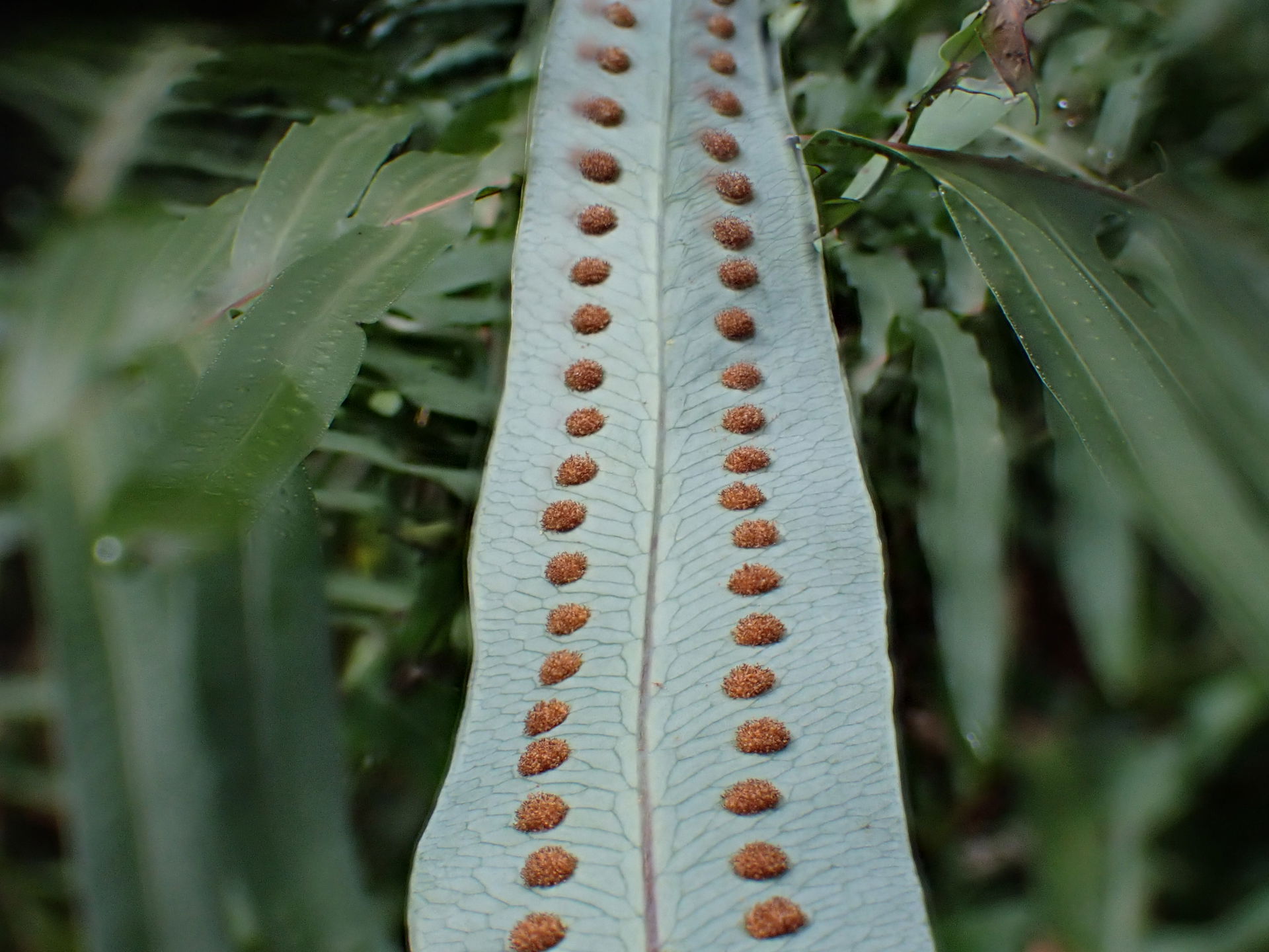 Phlebodium aureum in Estufa Fria in Lisbon in Portugal