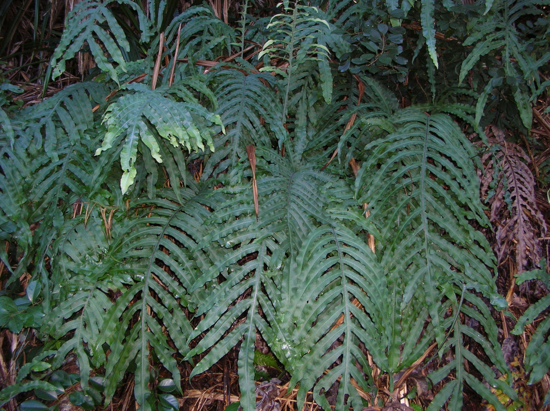 Phlebodium aureum (habit). Location: Maui, Waikamoi trail