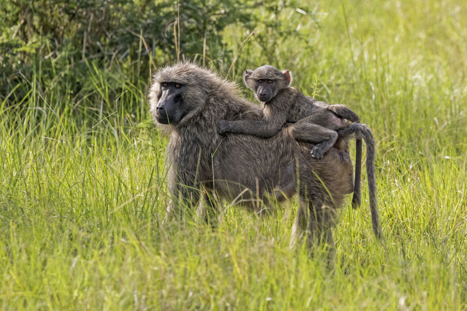 Olive baboon (Papio anubis) with baby, Queen Elizabeth National…