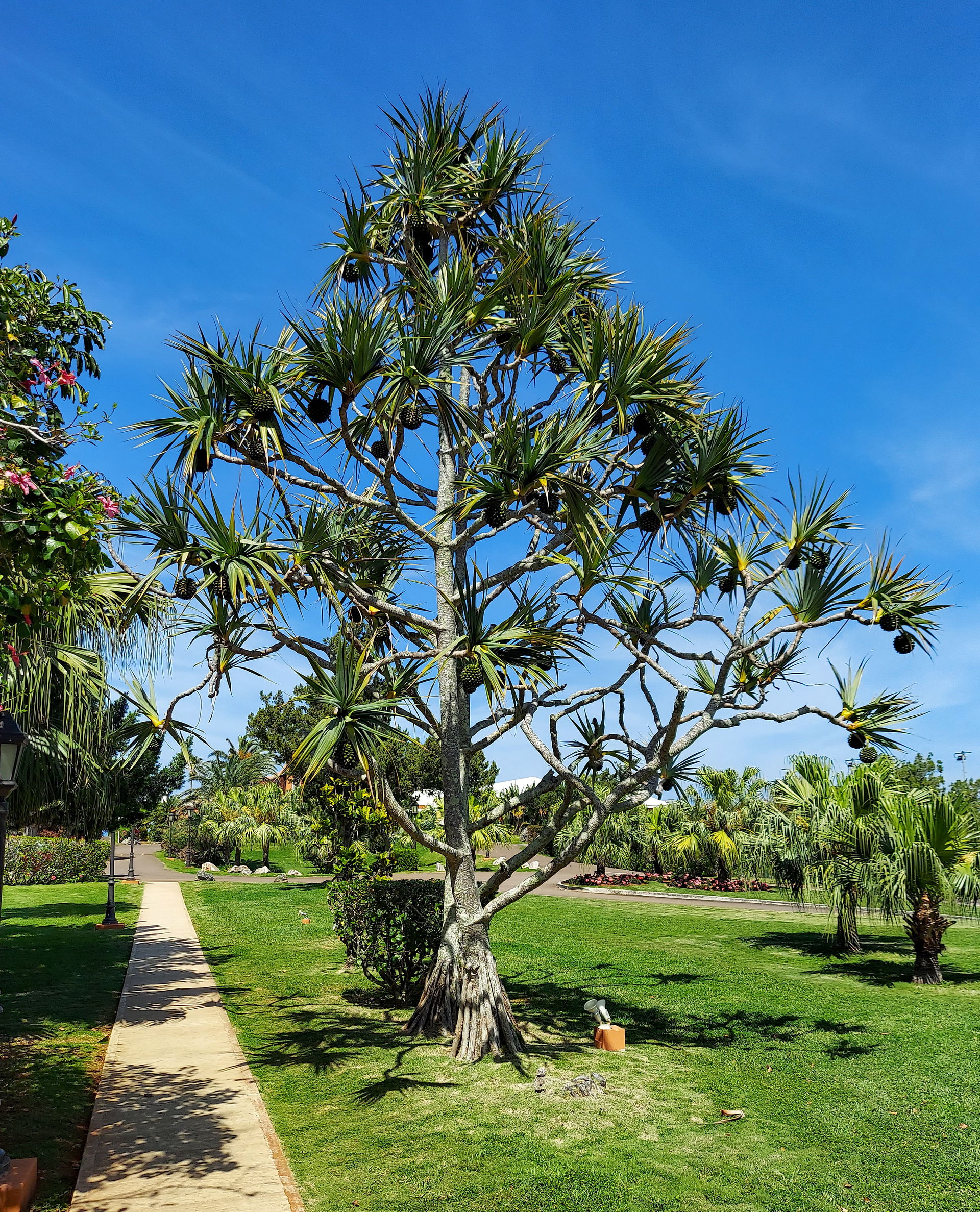 Tree native to Madagascar