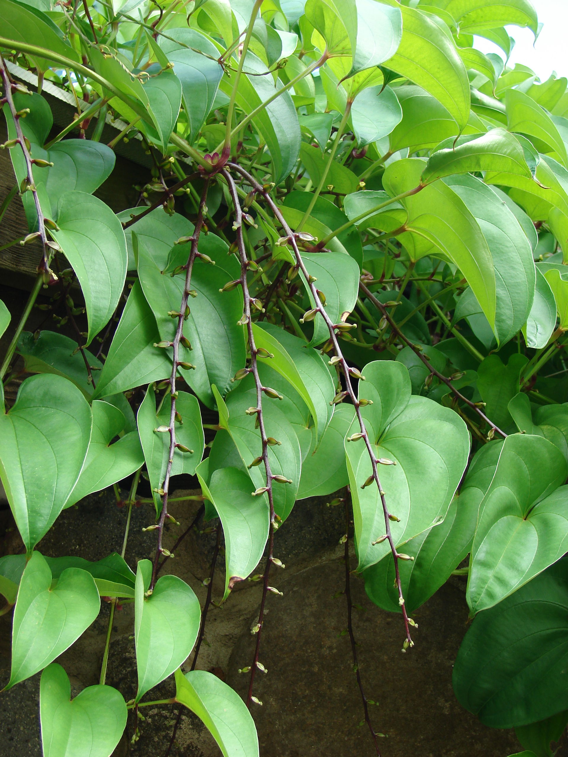 Dioscorea alata (habit). Location: Maui, Maui Nui Botanical Gar…