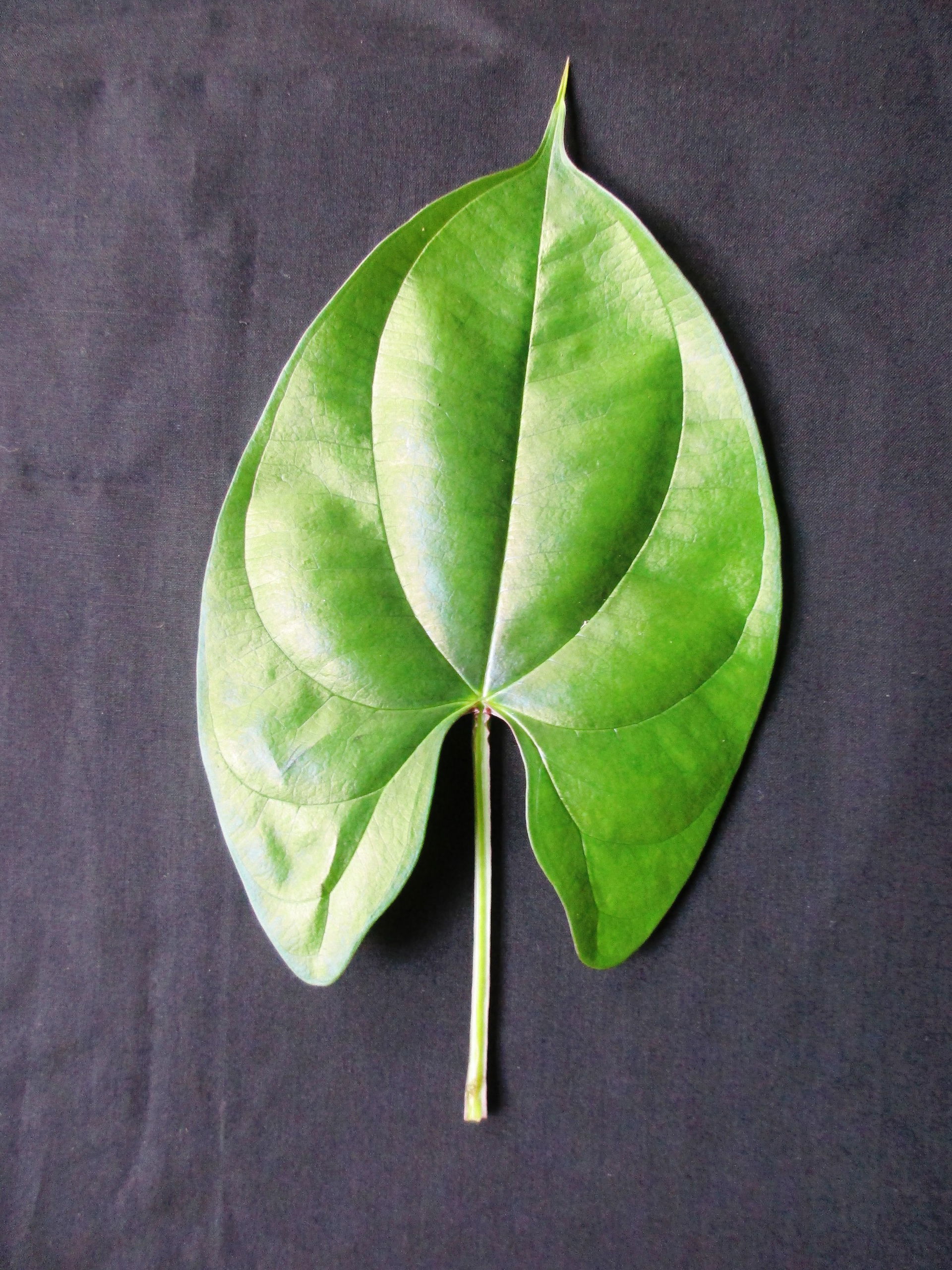 Thespesia populnea Poovarasu