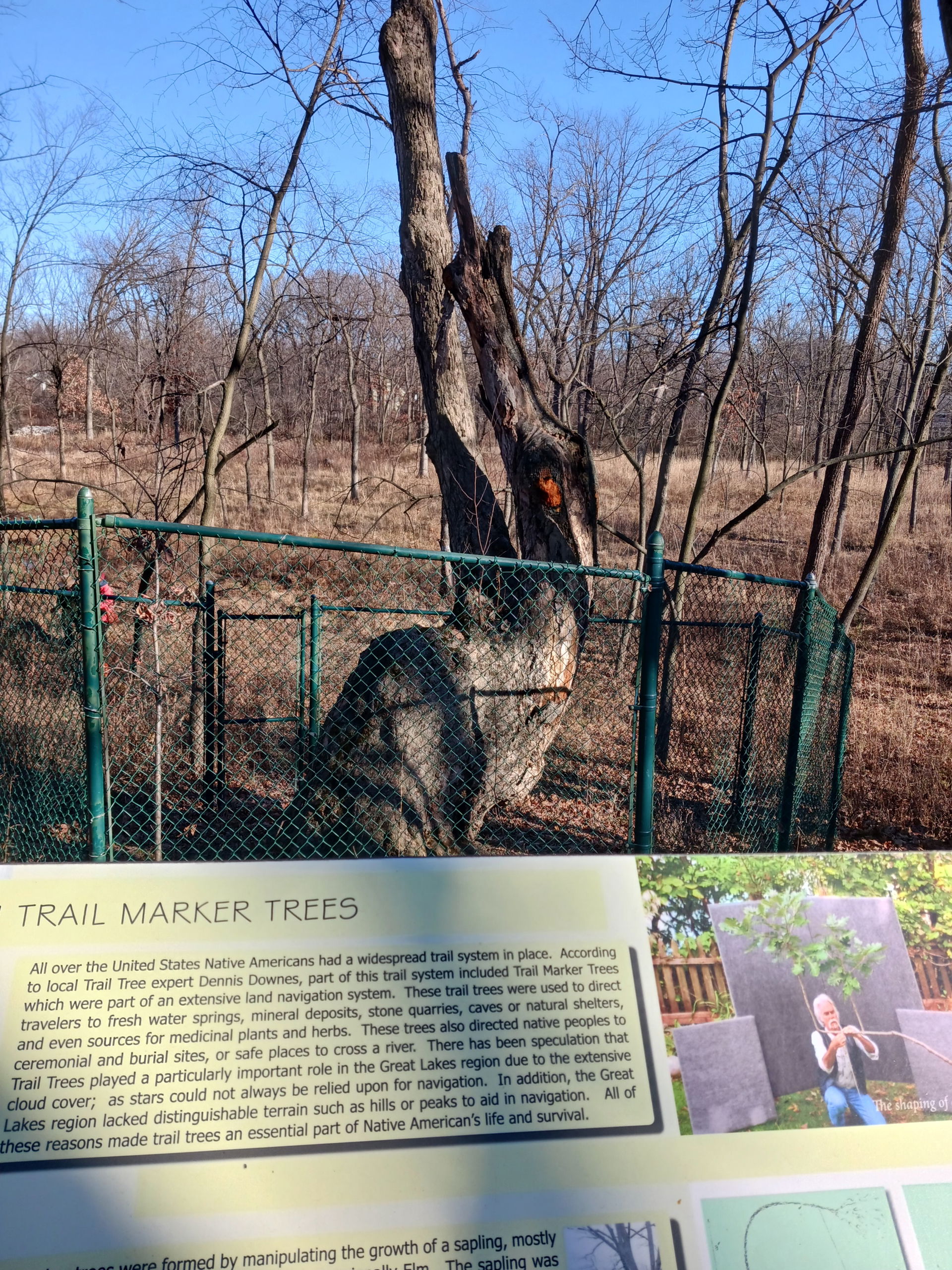 Native American trail marker tree in Trail Tree Park, Deerfield…