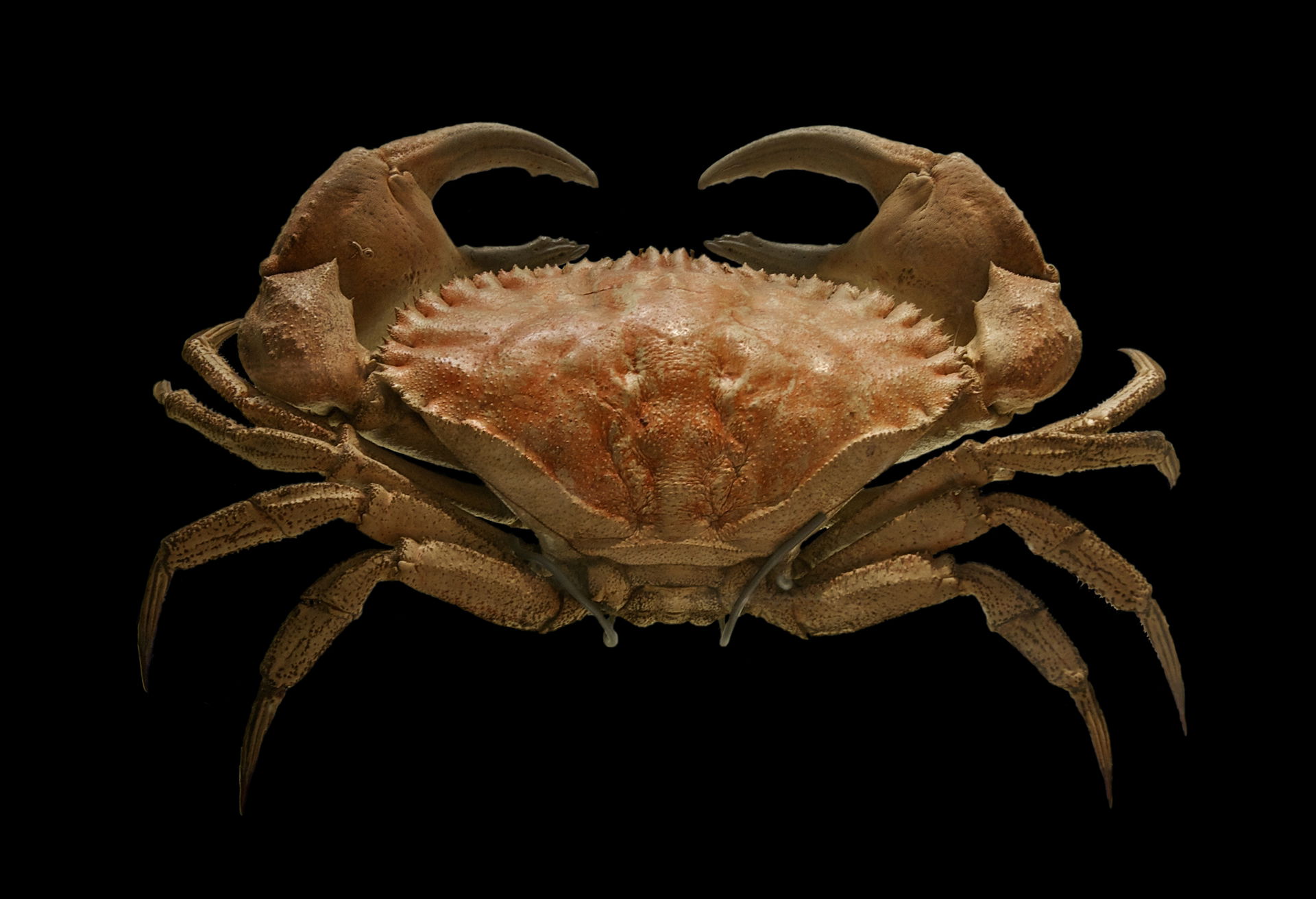 Toothed rock crab Cancer bellianus, Johnston 1861. Stuffed spec…