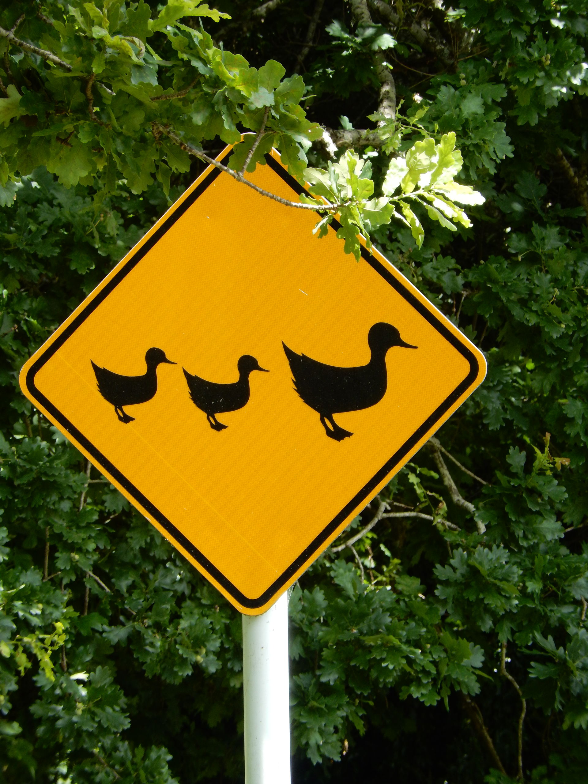 Duck roadsign on Waiheke Island, near Oneroa.