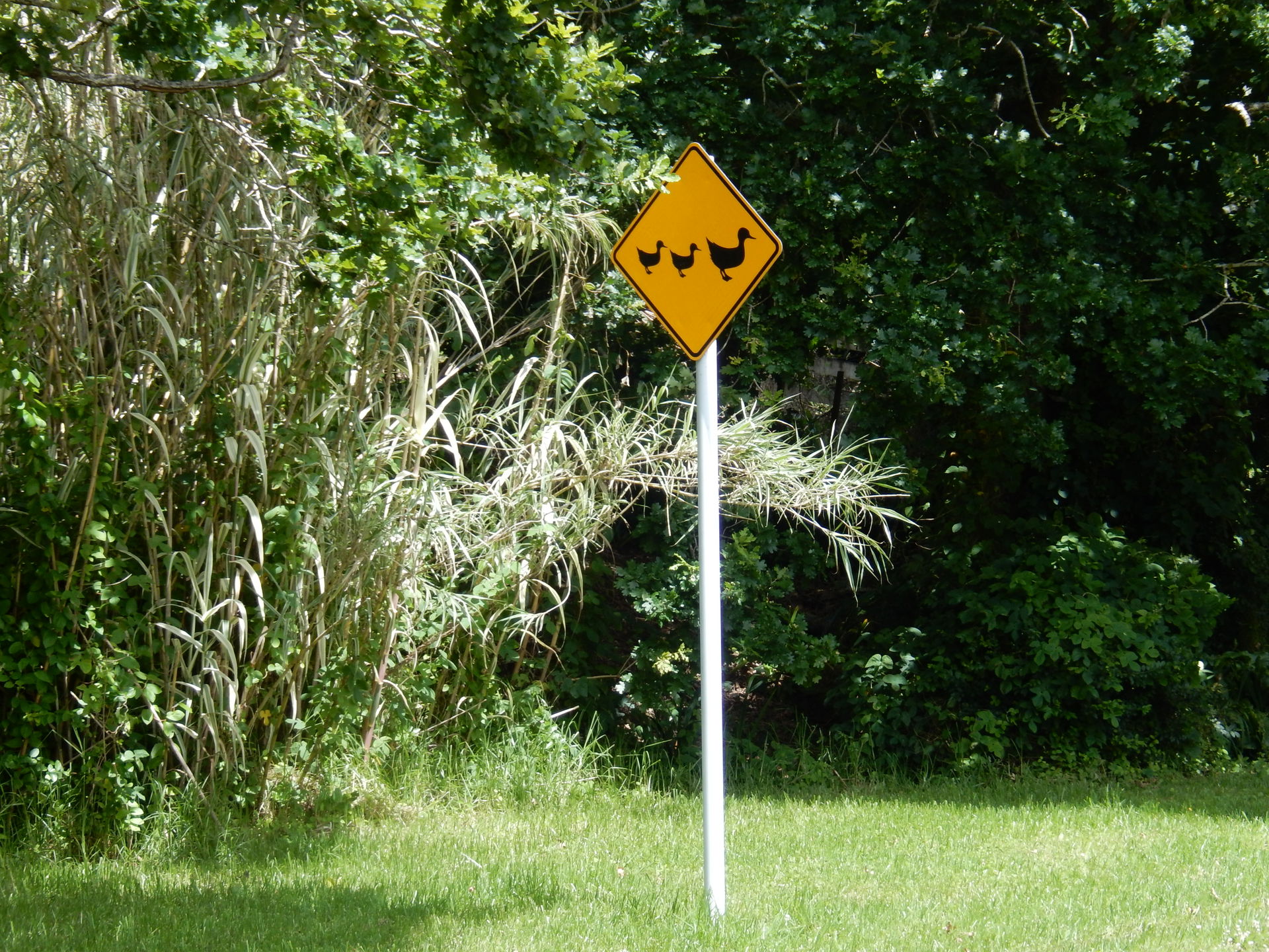 Duck roadsign on Waiheke Island, near Oneroa.