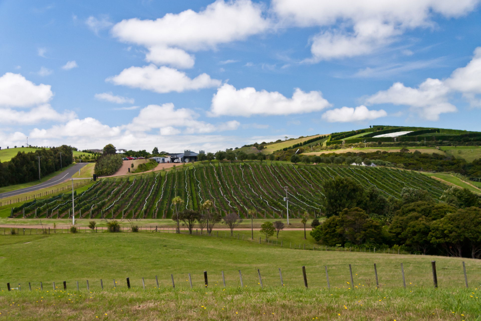 Vineyard on Waiheke Island, New Zealand