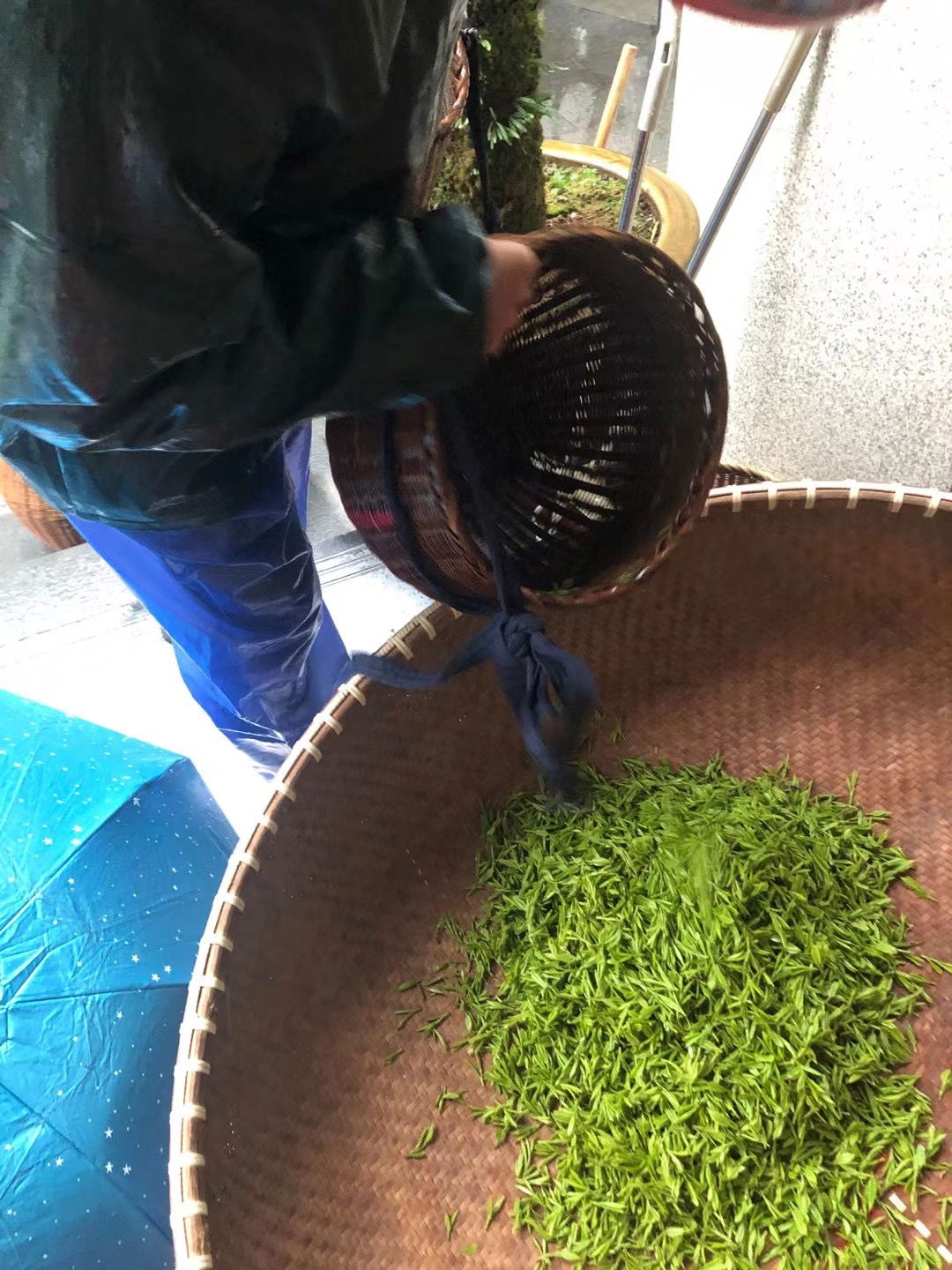 Longjing tea leave were picked by people