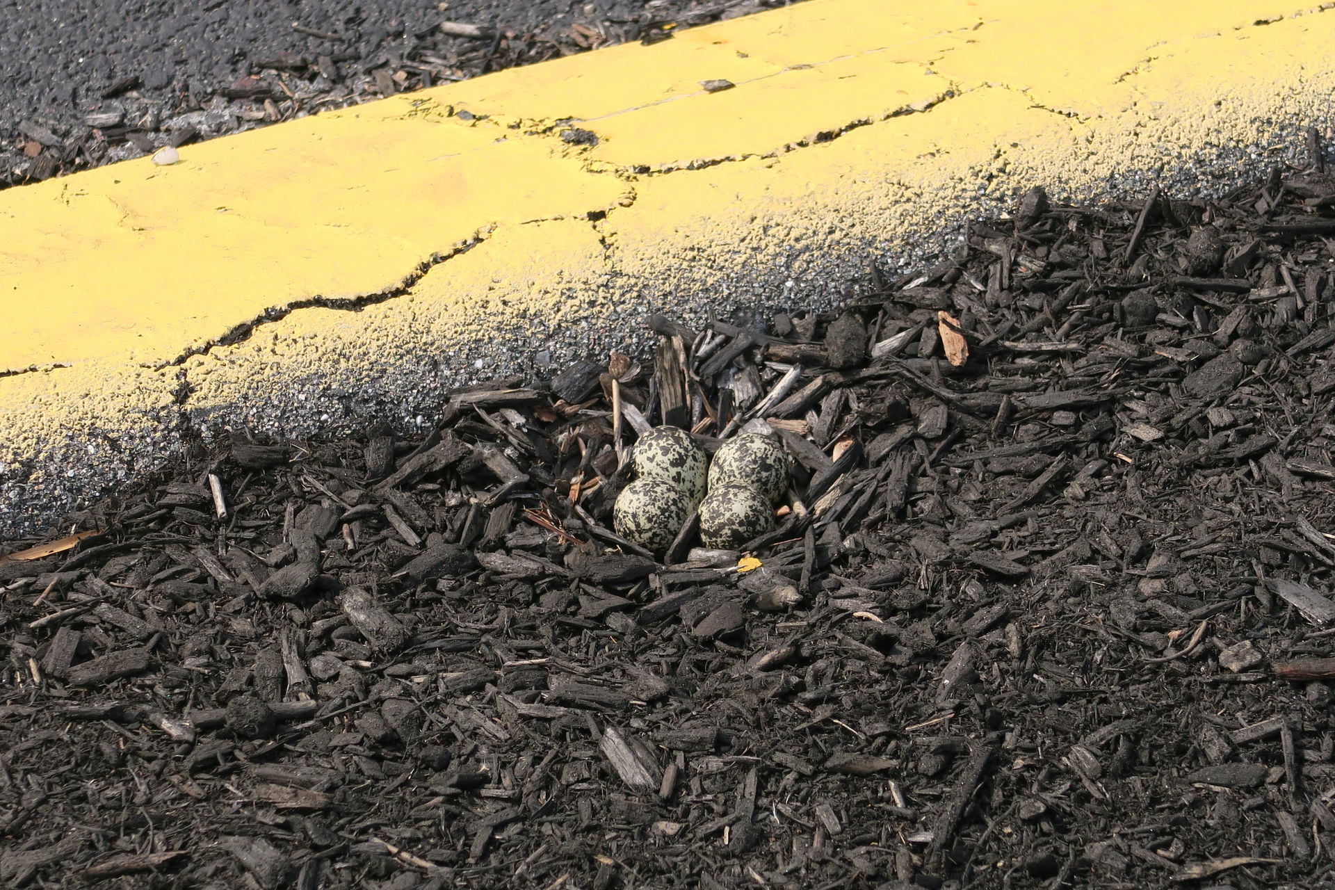 Killdeer eggs, Wakefield Massachusetts