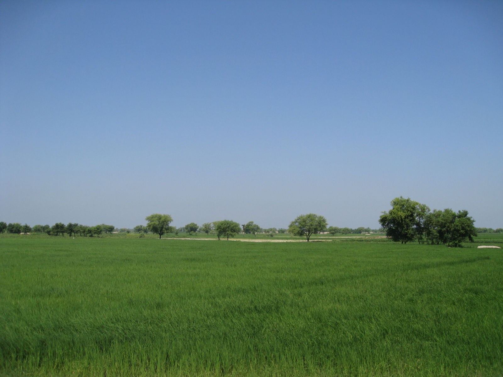 Hasilpur agricultural land, Pakistan