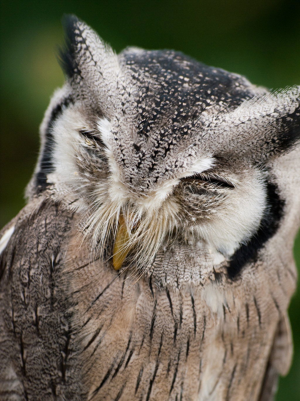 A white-faced owl at Kakegawa Kacho-en, Kakegawa, Shizuoka, Jap…