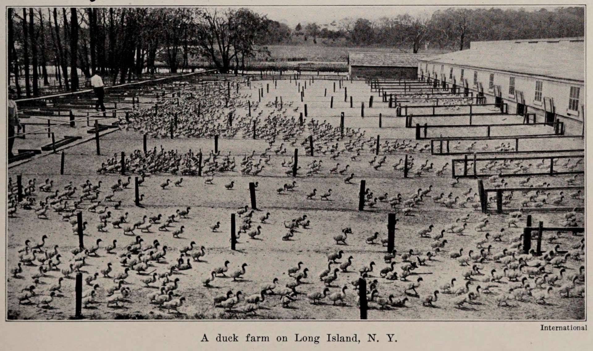 A duck farm on Long Island, N.Y., photo from The Encyclopedia o…