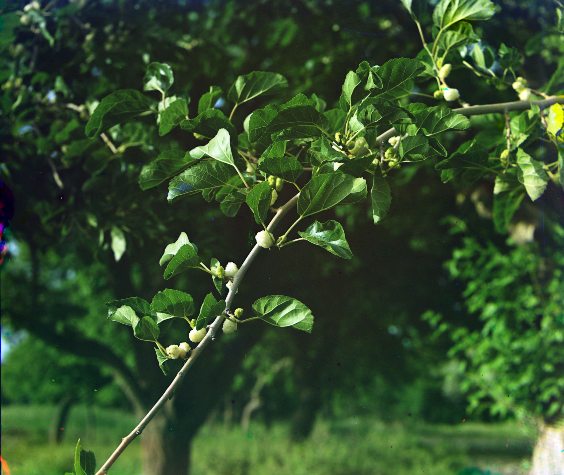 Mulberry branch, Baýramaly area, Turkmenistan.