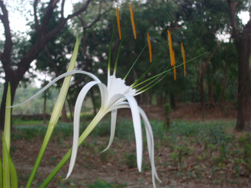 Not a crinum but a hemerocallis. This flower is named as "Milk …