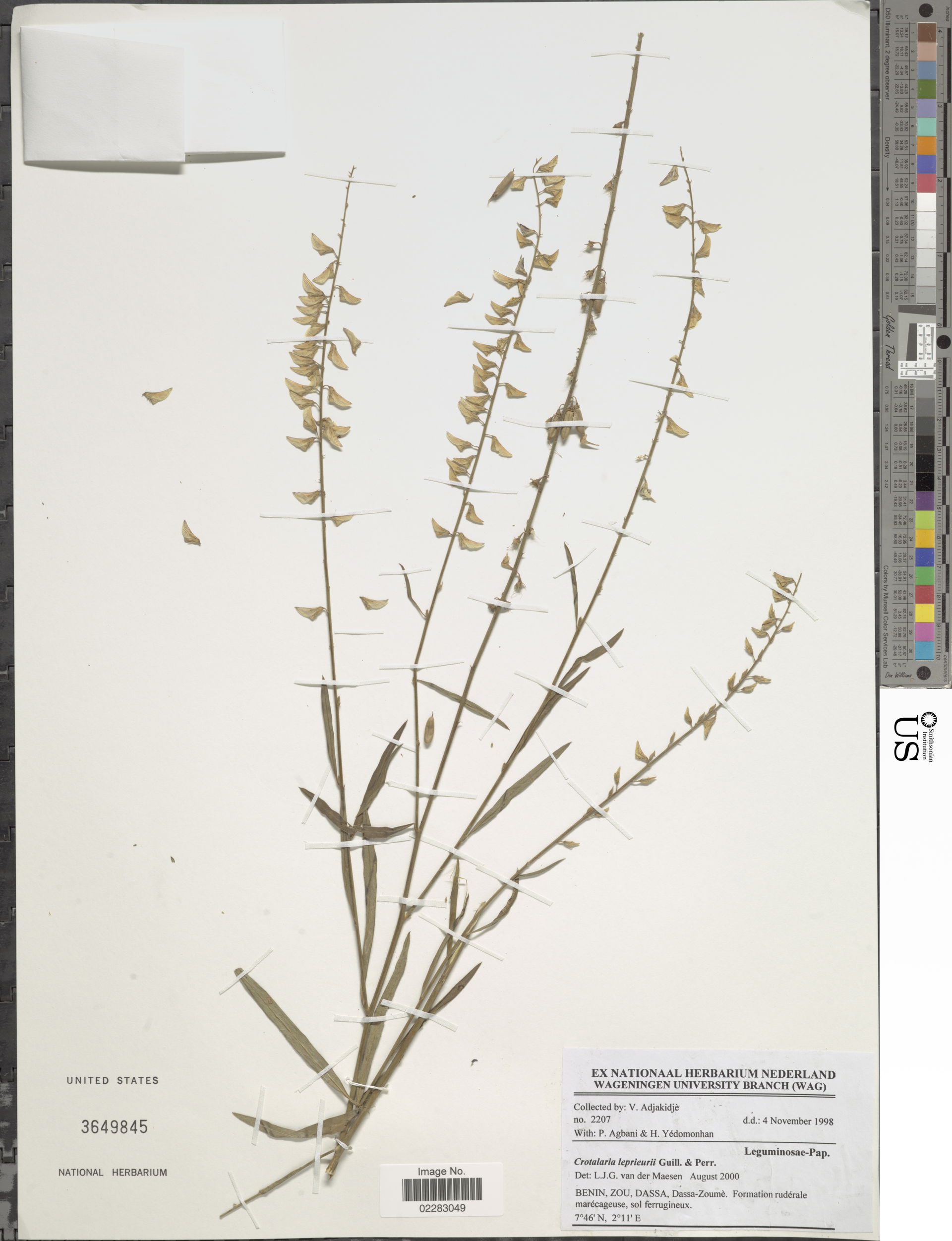 *Crotalaria leprieurii Guill. & Perr.
Object Details
Biogeo…