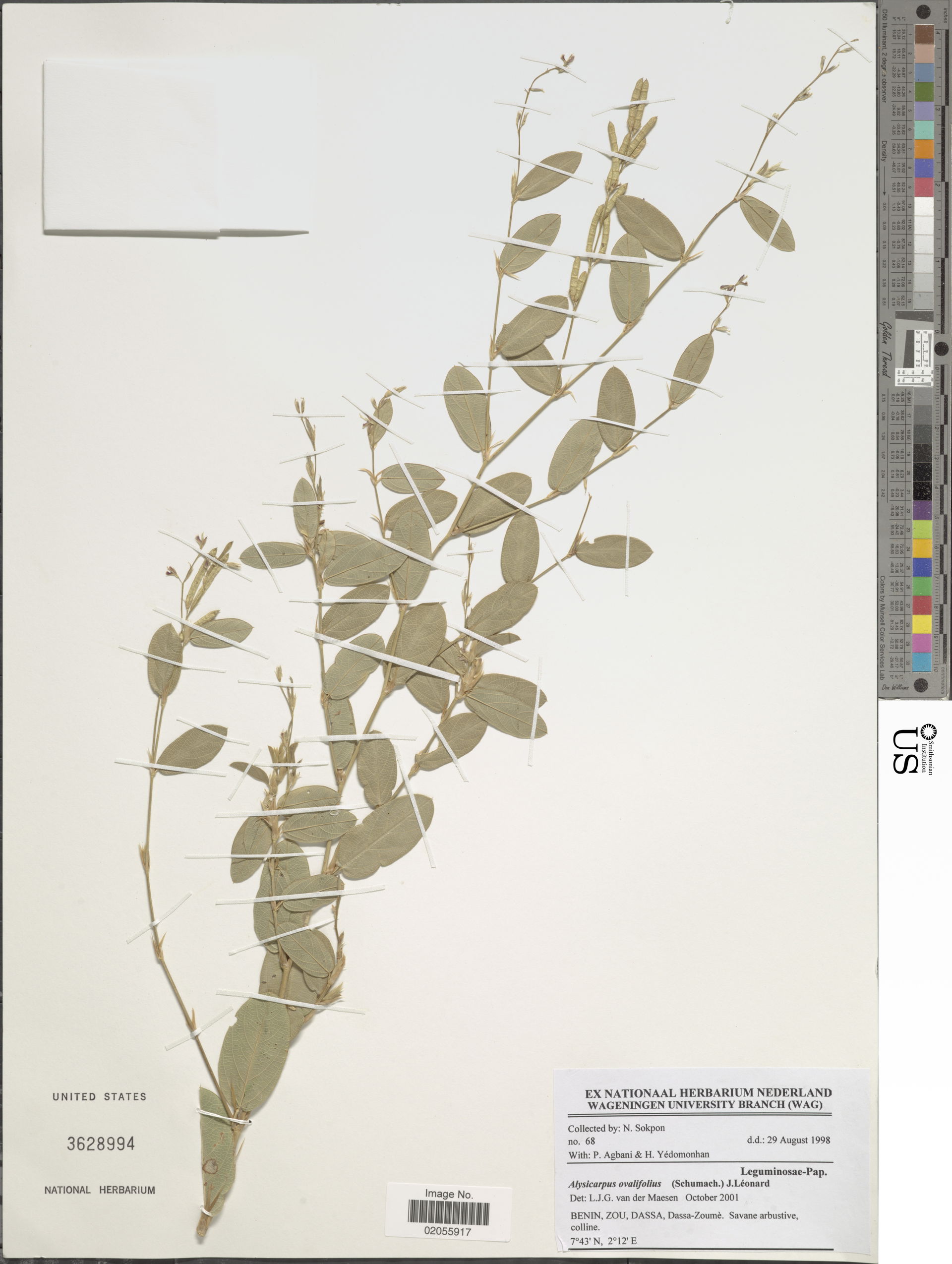 *Alysicarpus ovalifolius (Schumach.) J. Léonard
Object Details
…