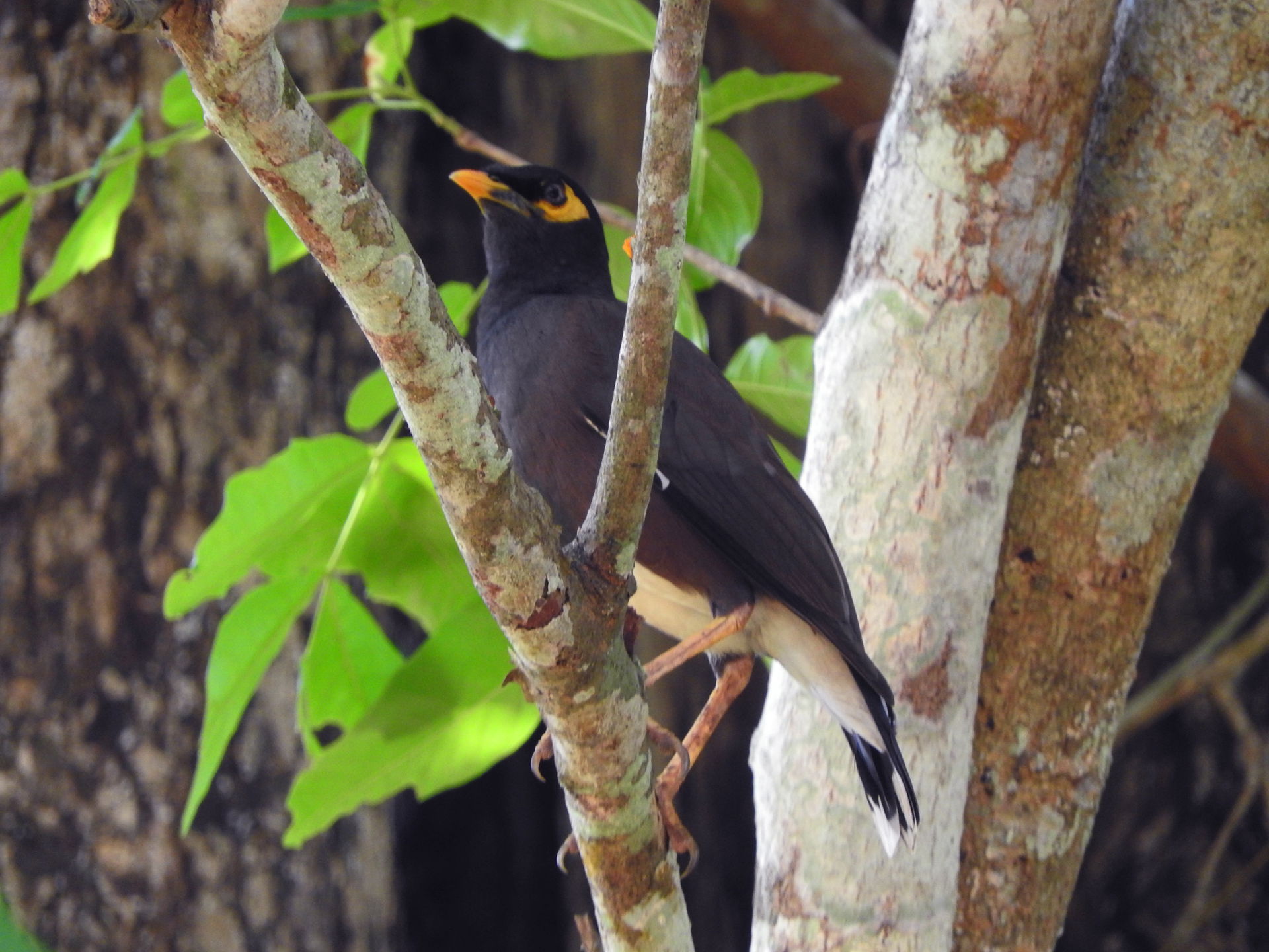 Common myna (Acridotheres tristis) in Monaragala District, Sri …