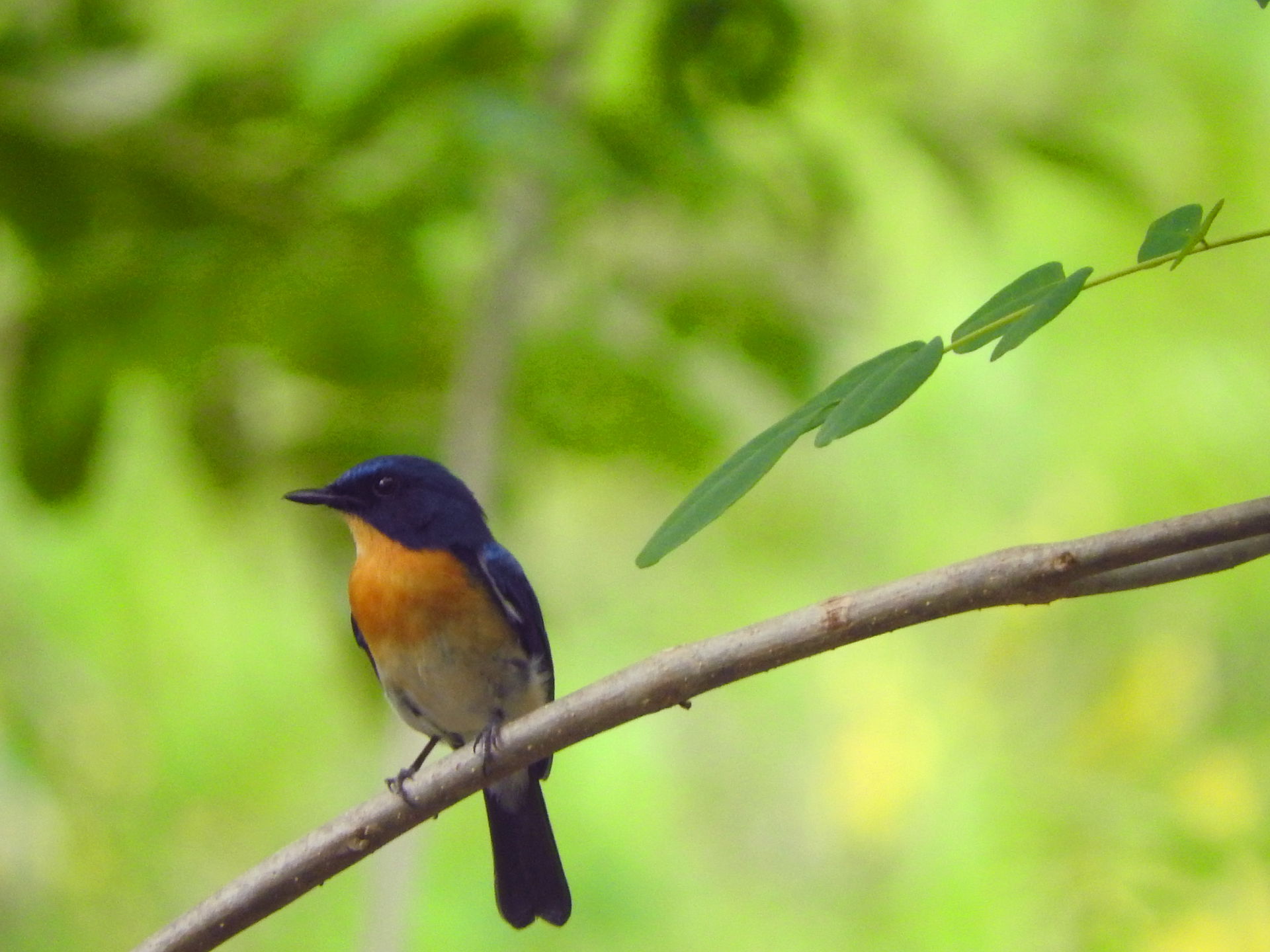 Tickell's blue flycatcher (Cyornis tickelliae) in Monaragala Di…