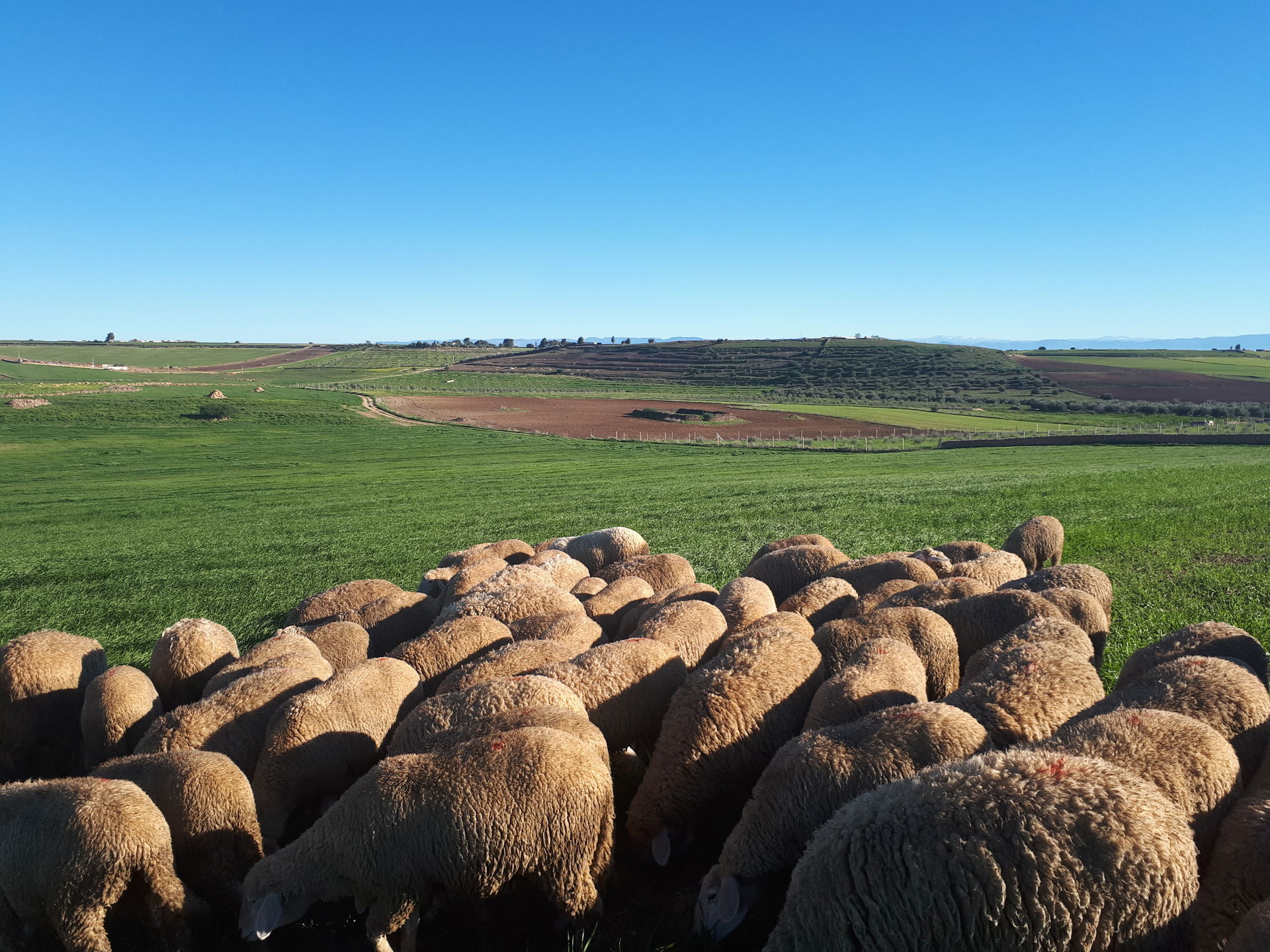 La commune-rurale de Chougrane
Chougrane est une commune rurale…
