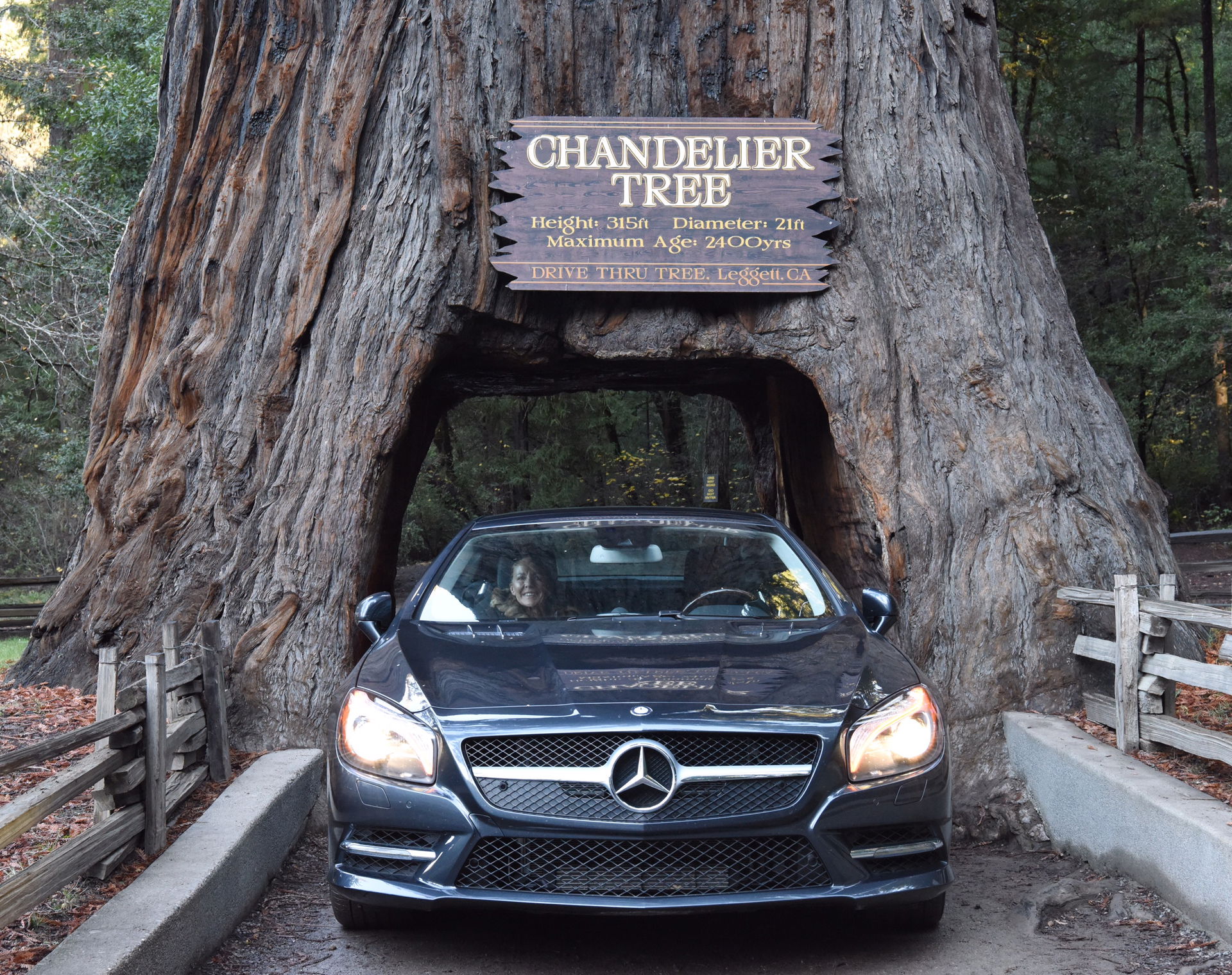 Car driving through the landmark Chandelier Tree in Leggett, CA