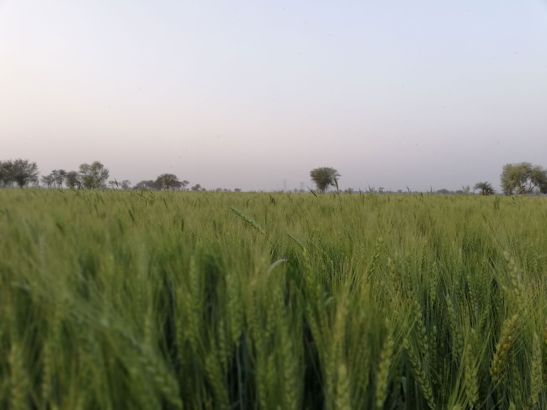 Wheat Crop photo of Village Fatehpur near Engro Fertlizers Ltd …